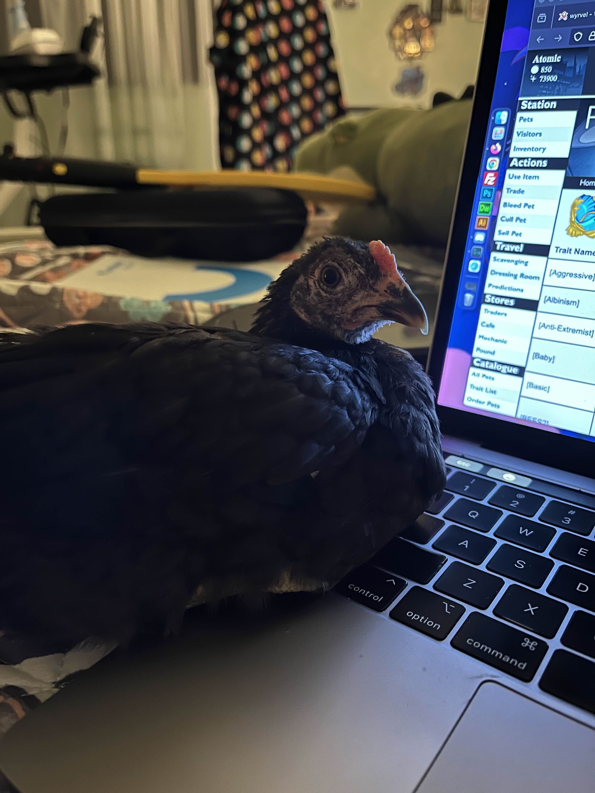 A black bird laying on top of a laptop computer