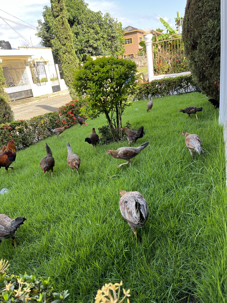 A group of chickens are standing in the grass