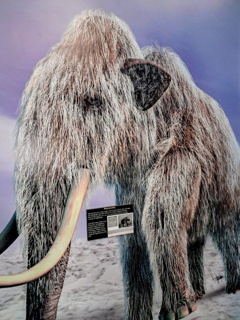 A couple of mammoths standing next to each other in the snow