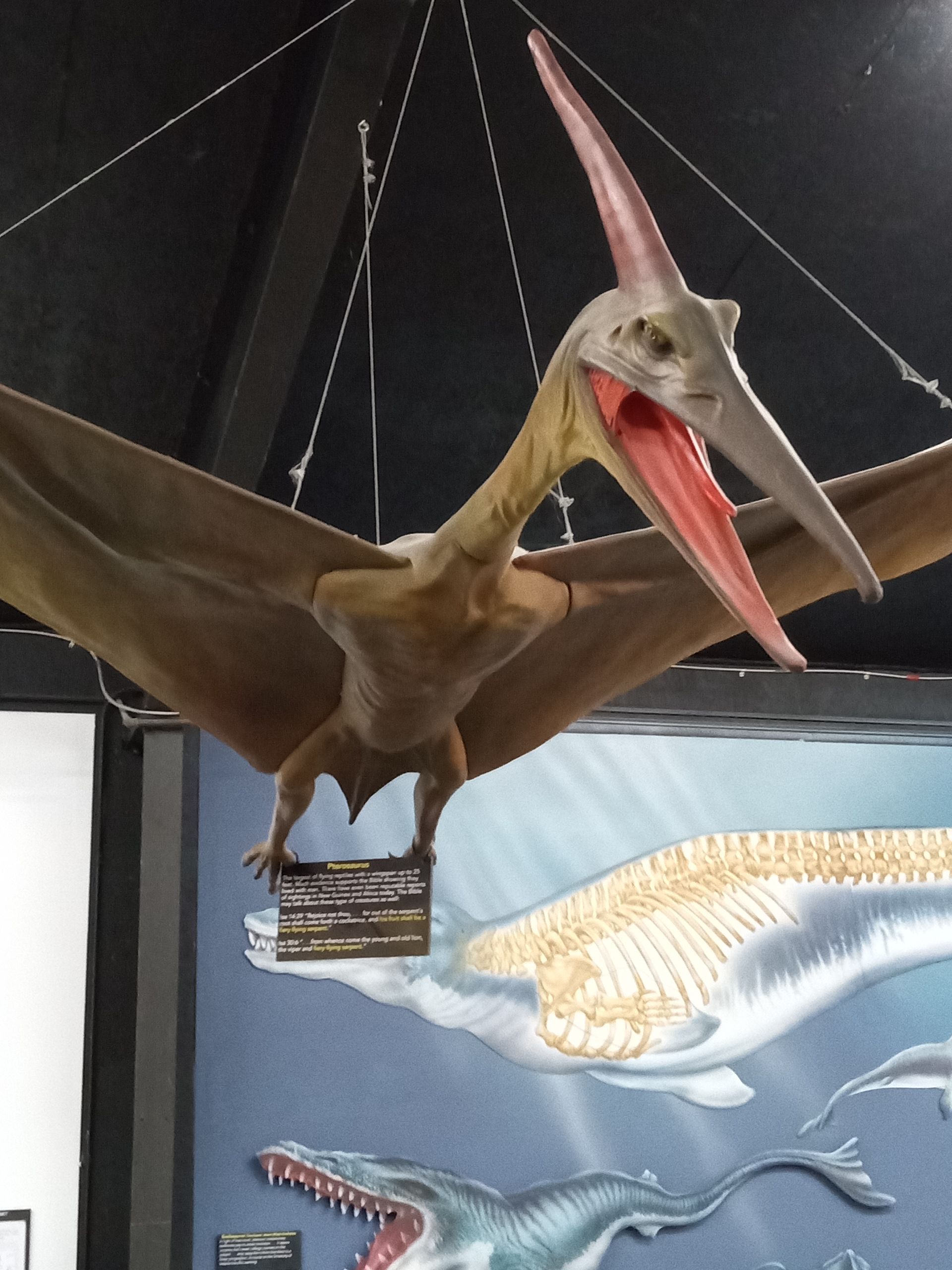 A pterodactyl hanging from the ceiling with its mouth open