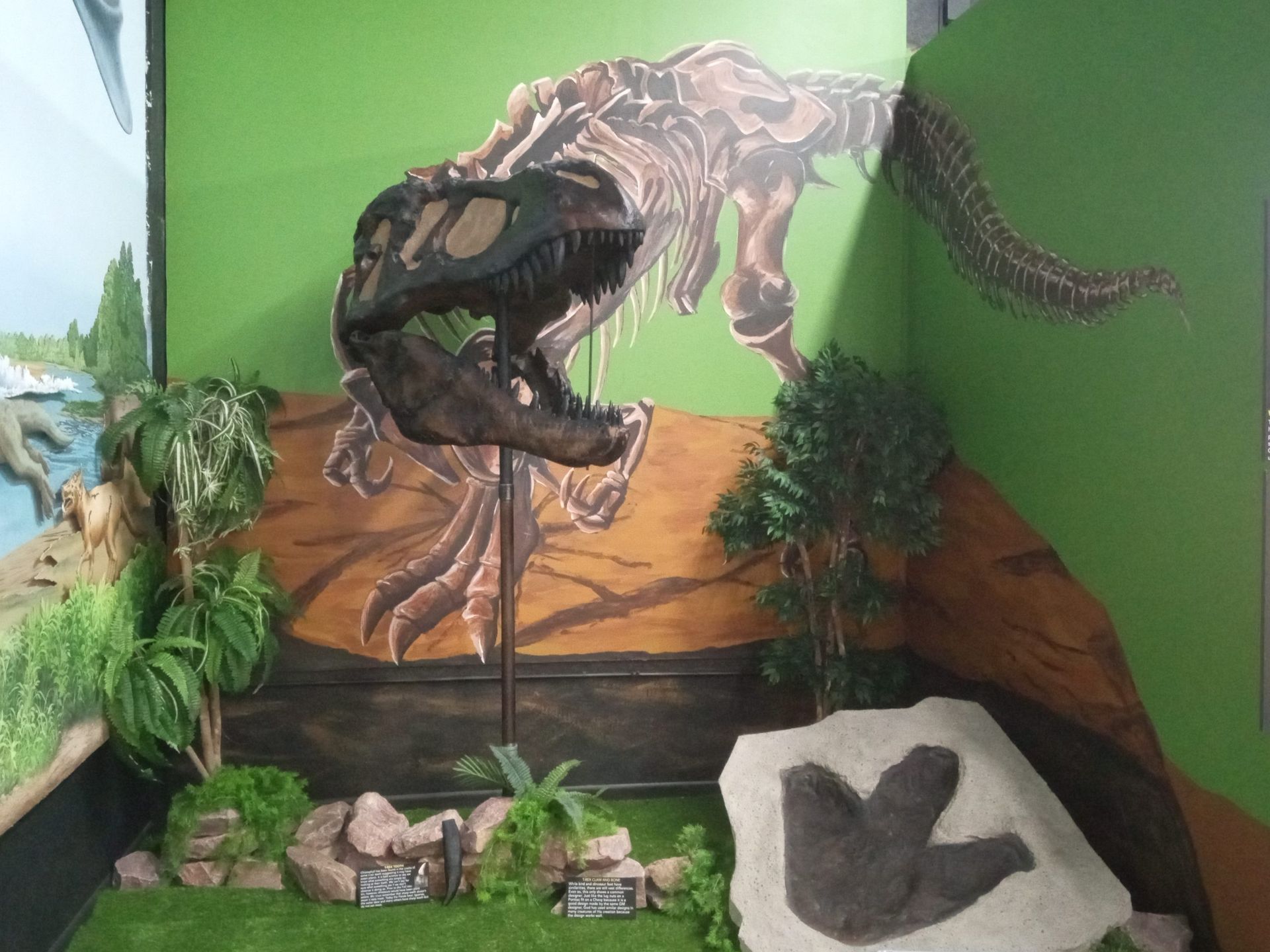 A dinosaur skeleton is on display in front of a green wall