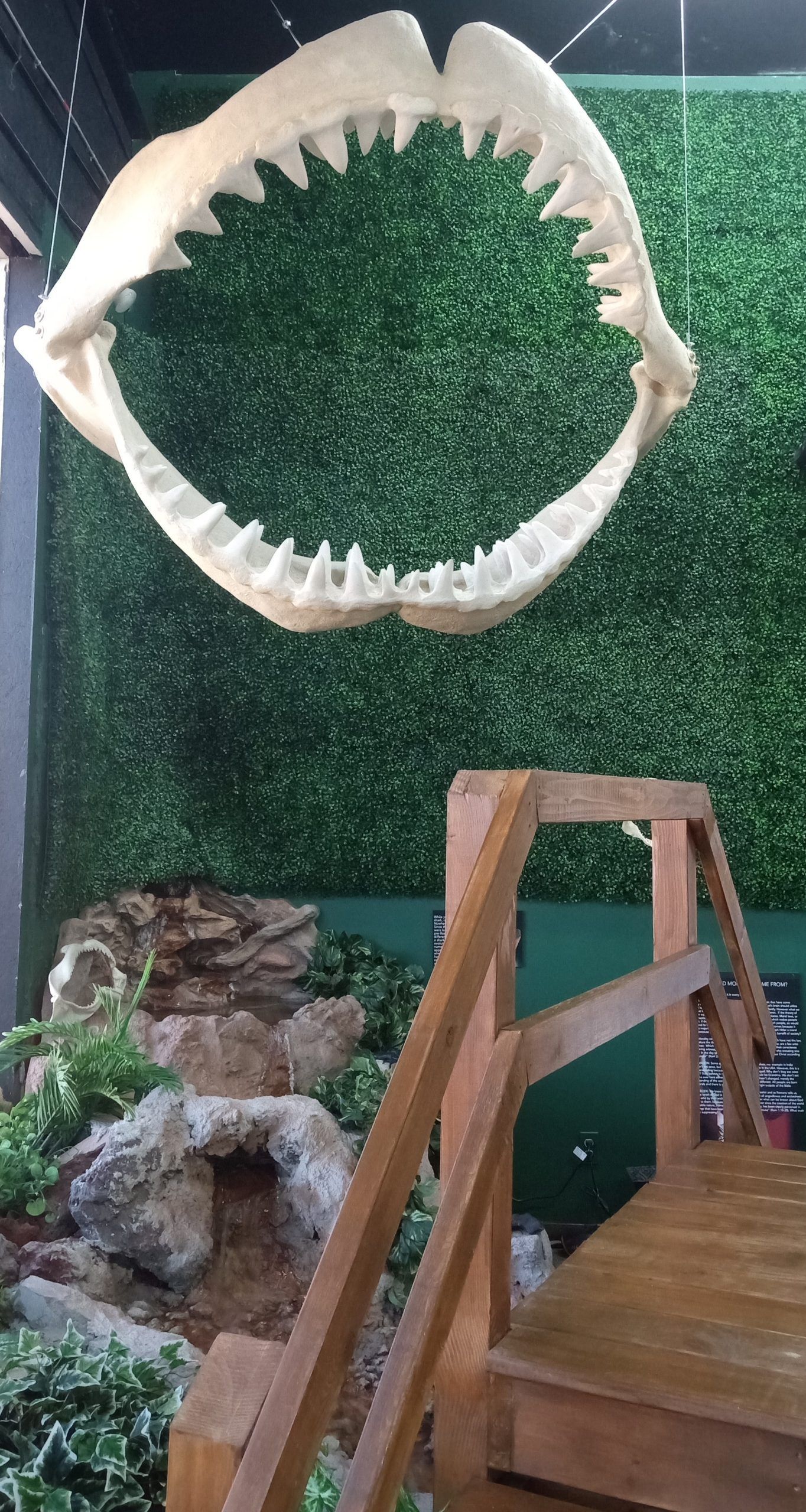 A large shark 's jaw is hanging from the ceiling in a room.