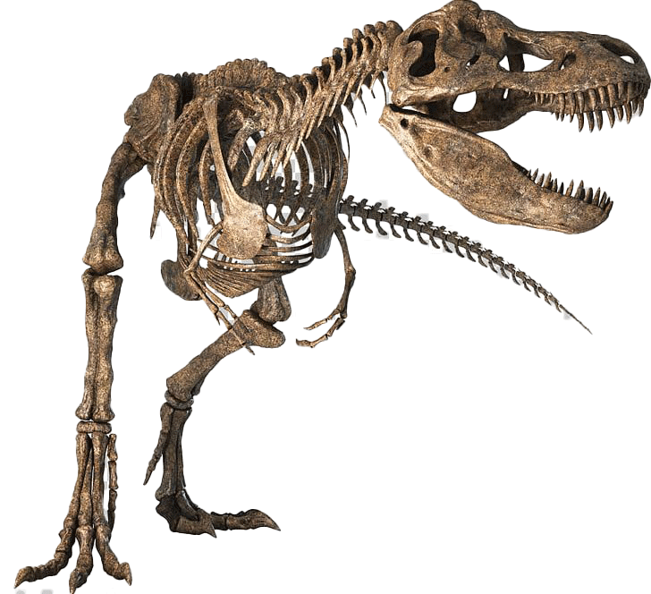 A skeleton of a dinosaur