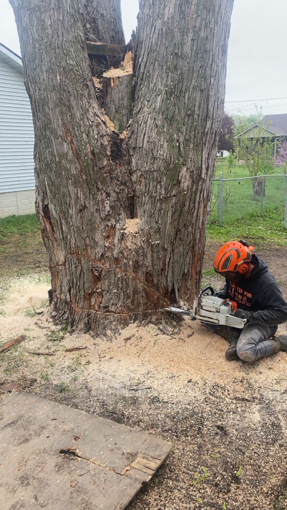 Worker in orange helmet using a chainsaw to cut a large tree trunk outdoors.