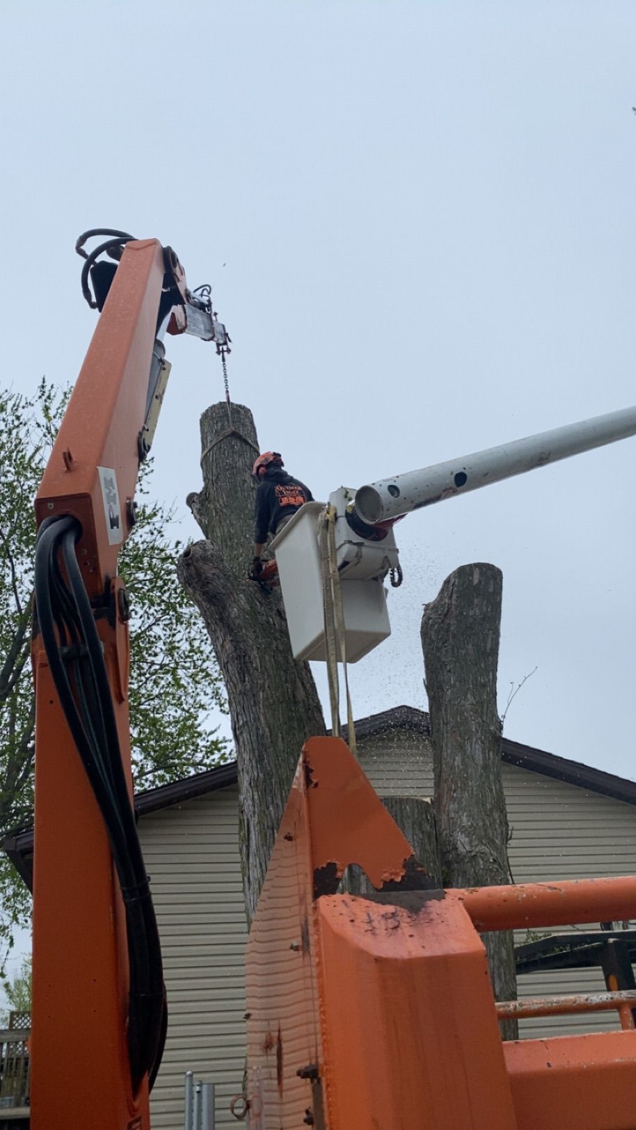 Bucket truck trimming a tall tree beside a house, with a worker in the lift.