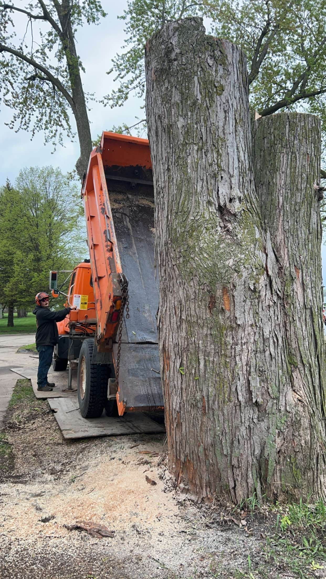 Orange dump truck unloading gravel beside a large tree on a wooded path