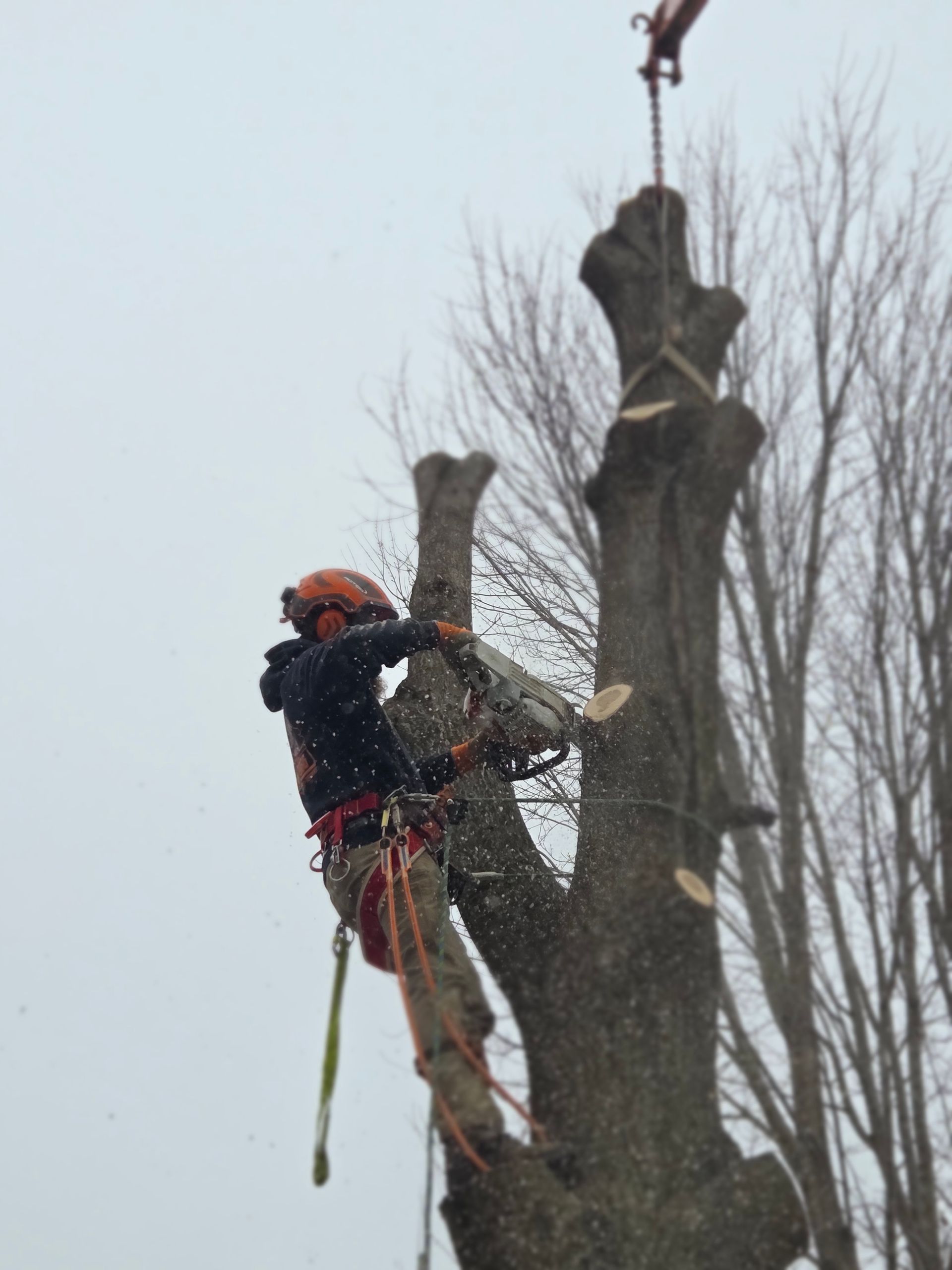 Arborist in helmet and safety gear trimming a tree with a chainsaw in snowy weather