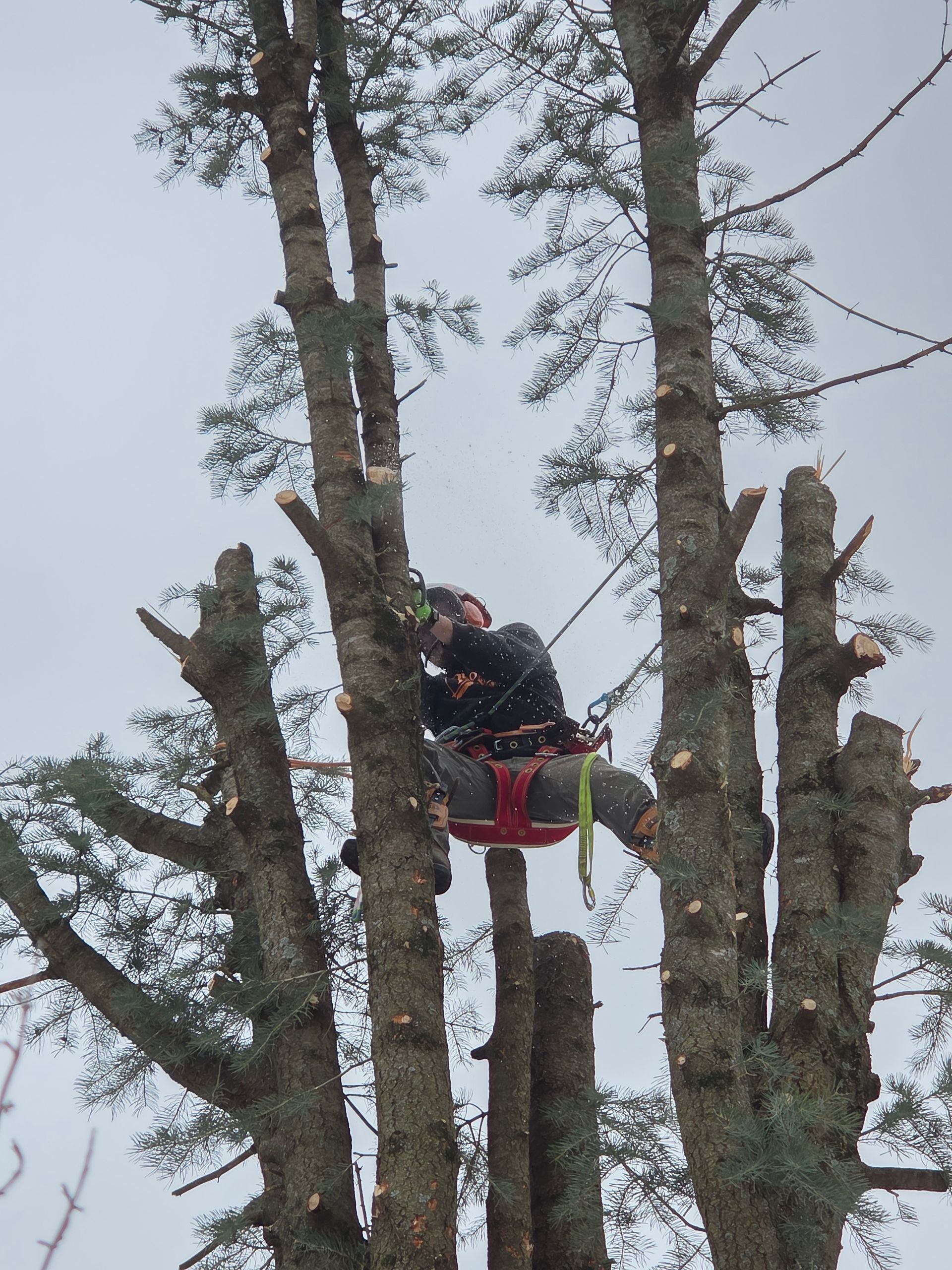 Person in a safety harness trimming a tall tree in winter.