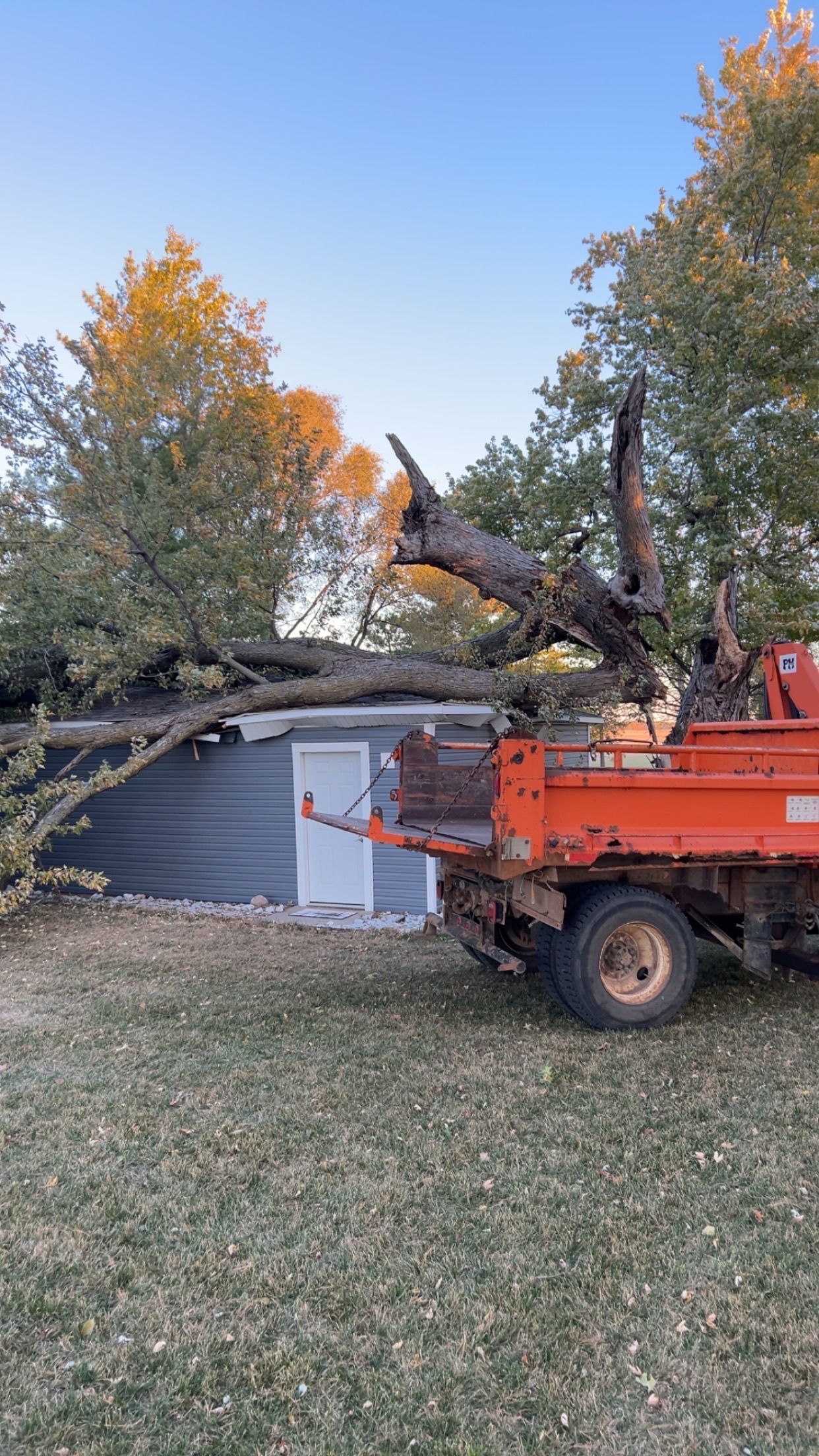 Orange wood chipper processing a fallen tree beside a shed in a grassy yard at sunset