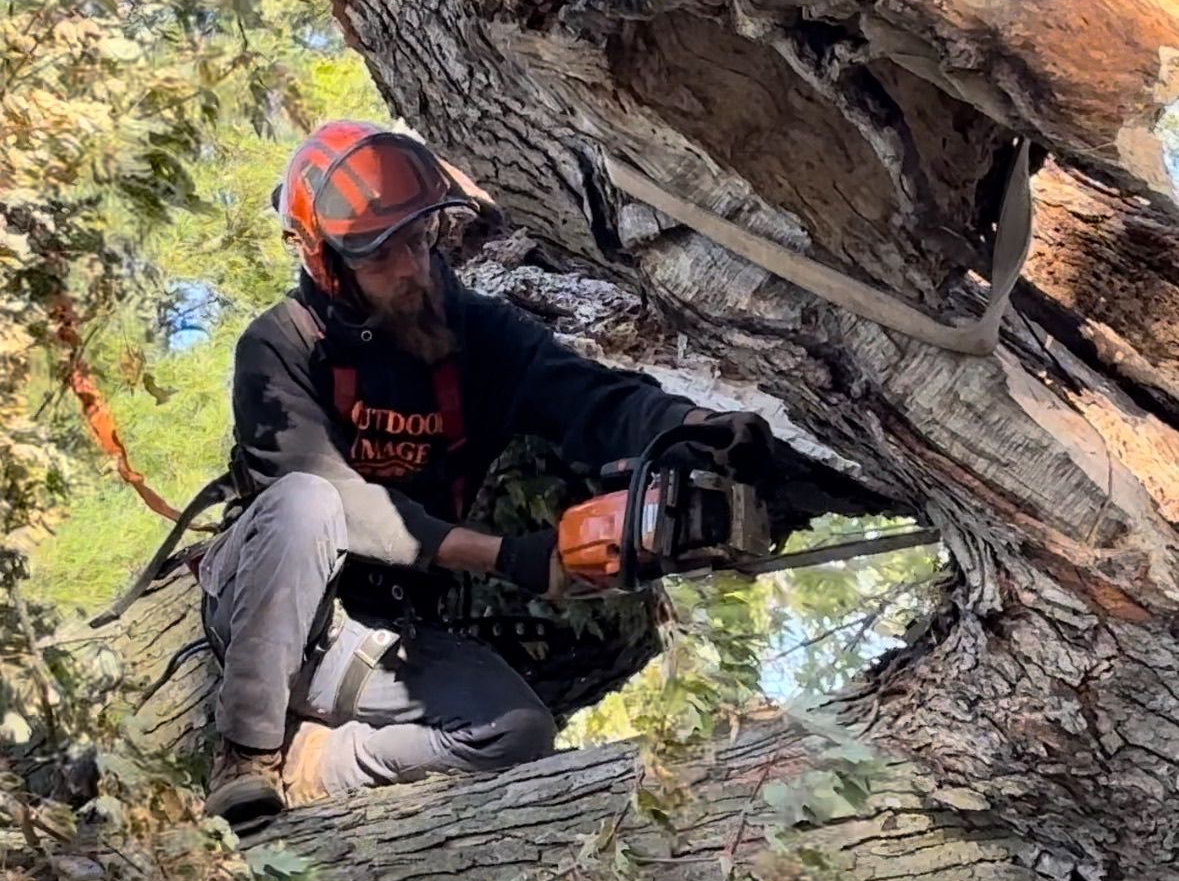Arborist in helmet using chainsaw to cut a large tree branch from a tree trunk