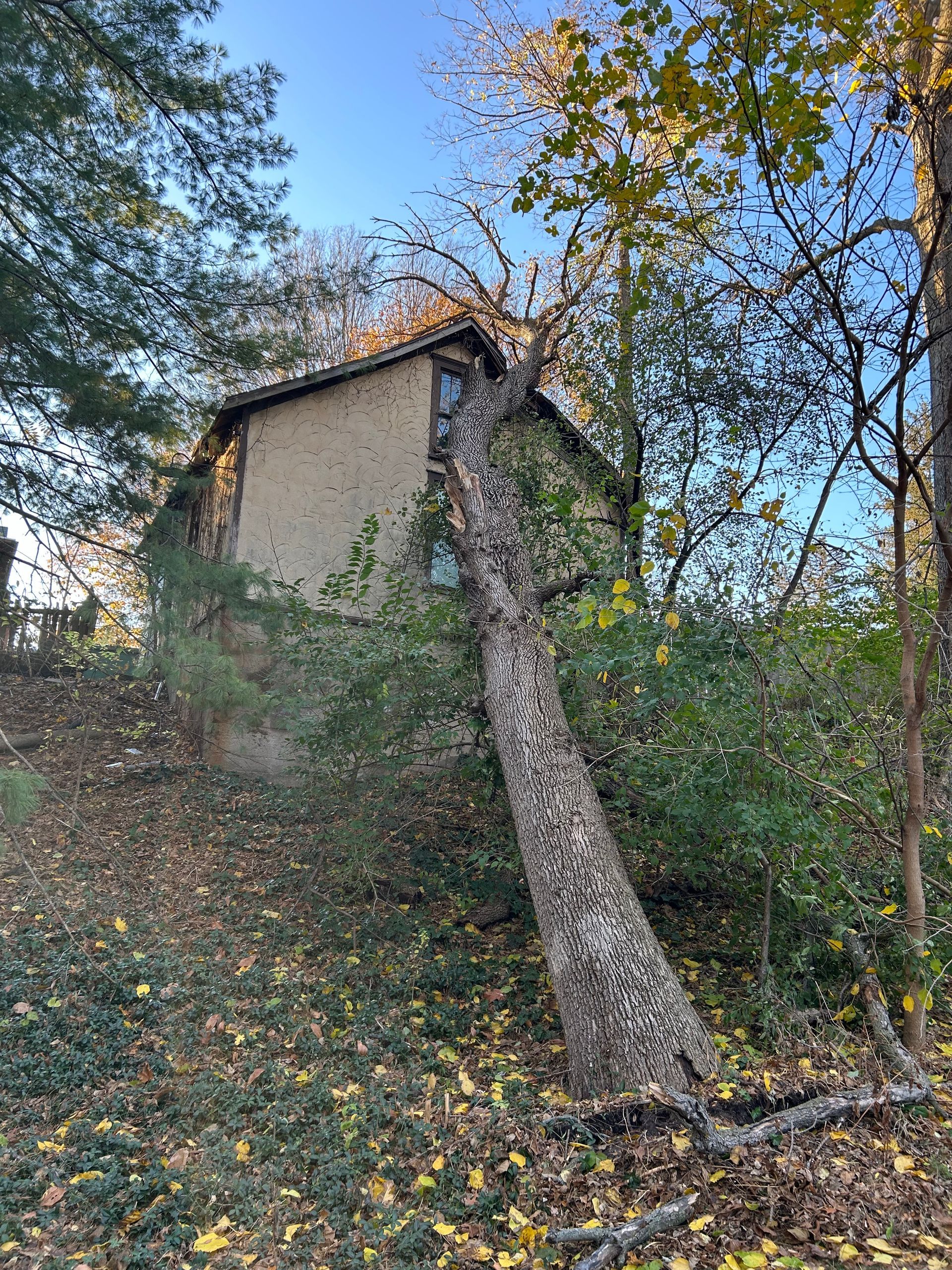 Small house on a wooded hillside with a leaning tree, autumn leaves, and blue sky