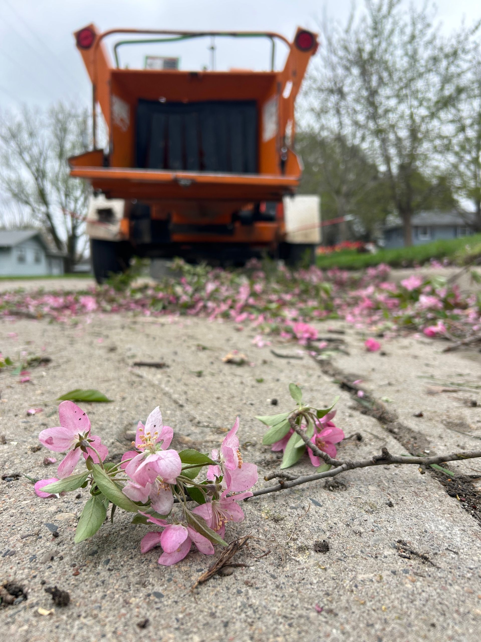 Orange snowplow truck behind pink blossoms on a sandy sidewalk, low-angle view