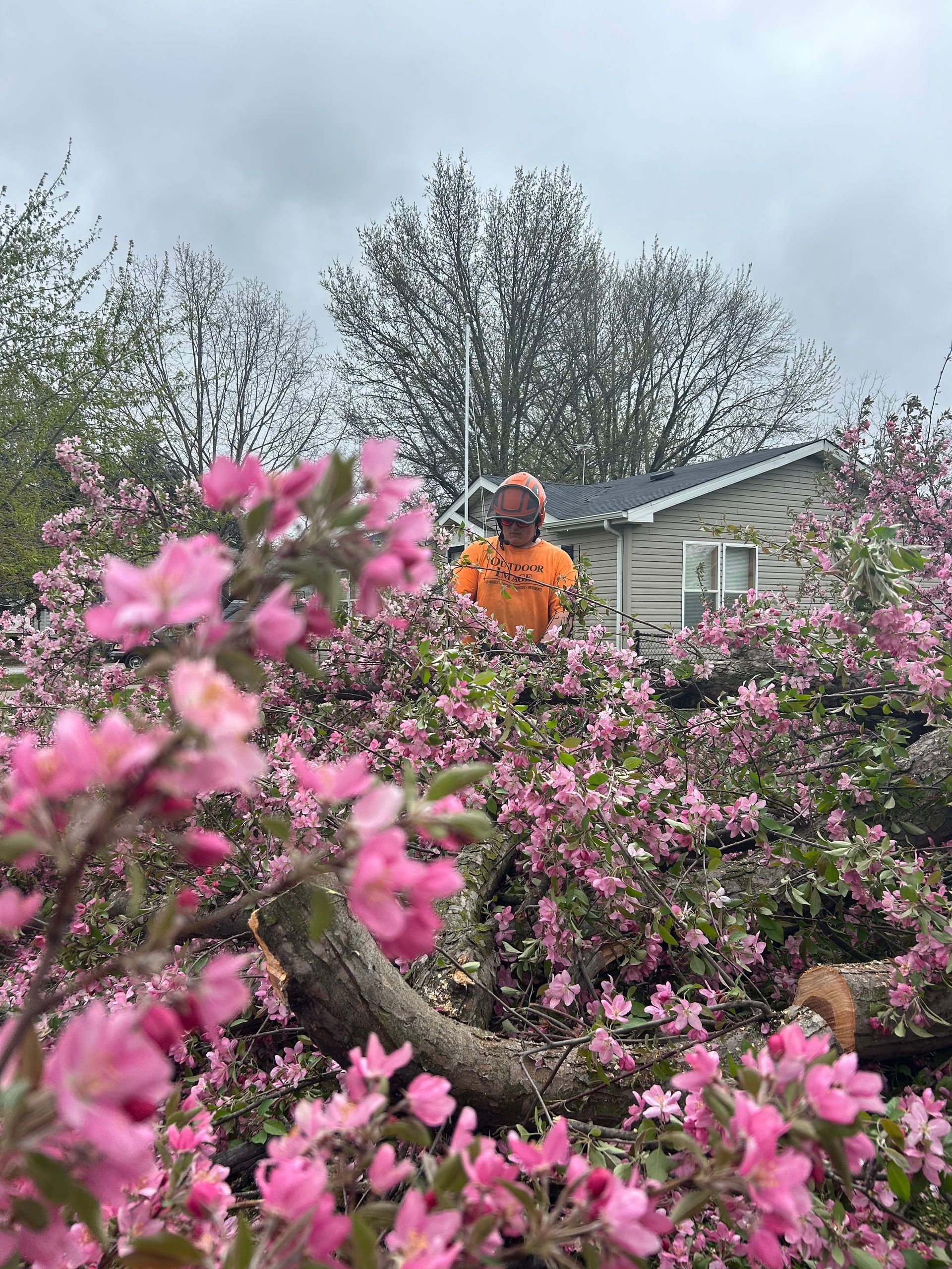 Worker in orange gear among pink blossoms, pruning a flowering shrub near a house.