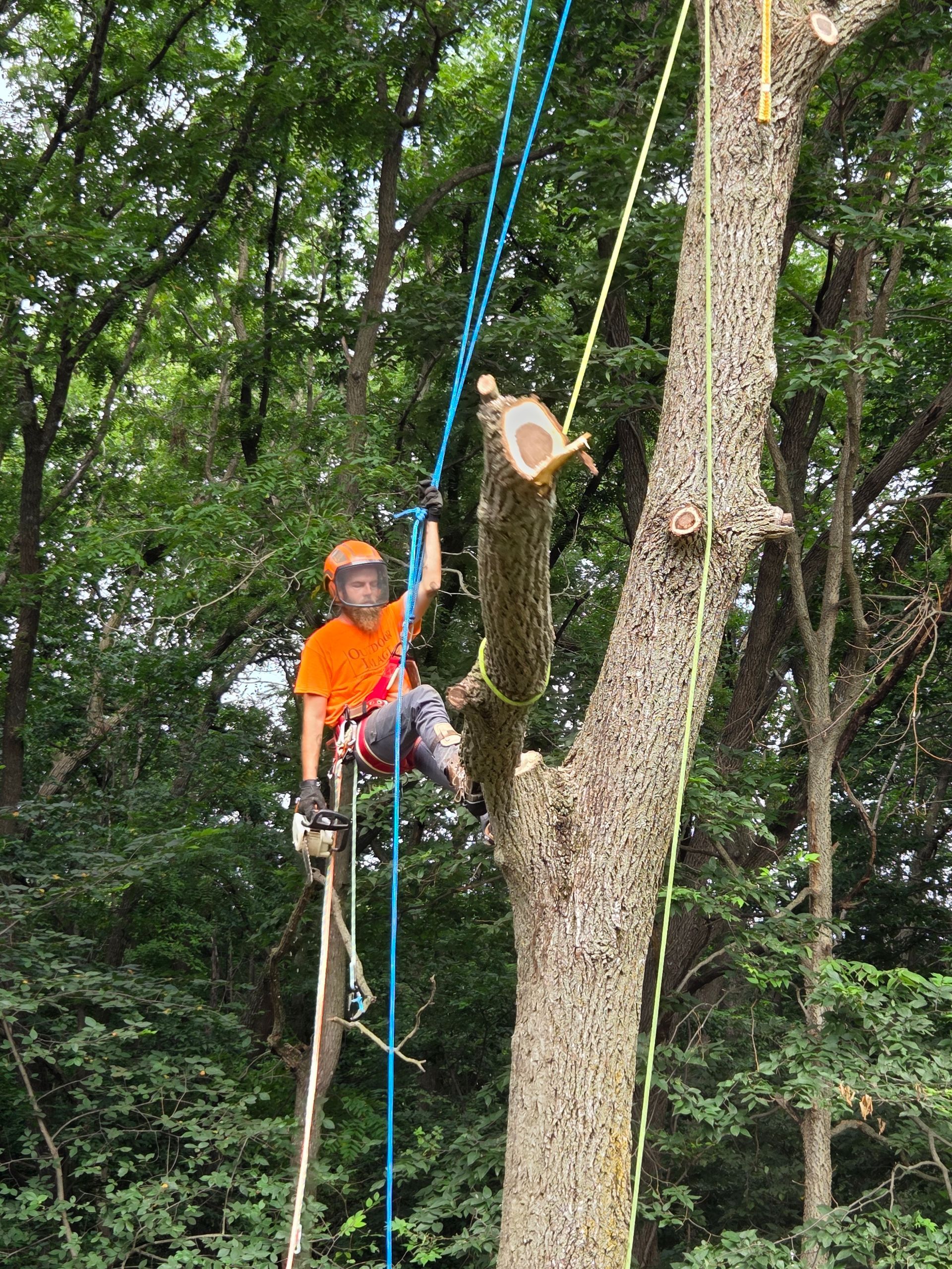 Climber in orange shirt and helmet ascending a rope in a wooded area with a tree-mounted pulley.