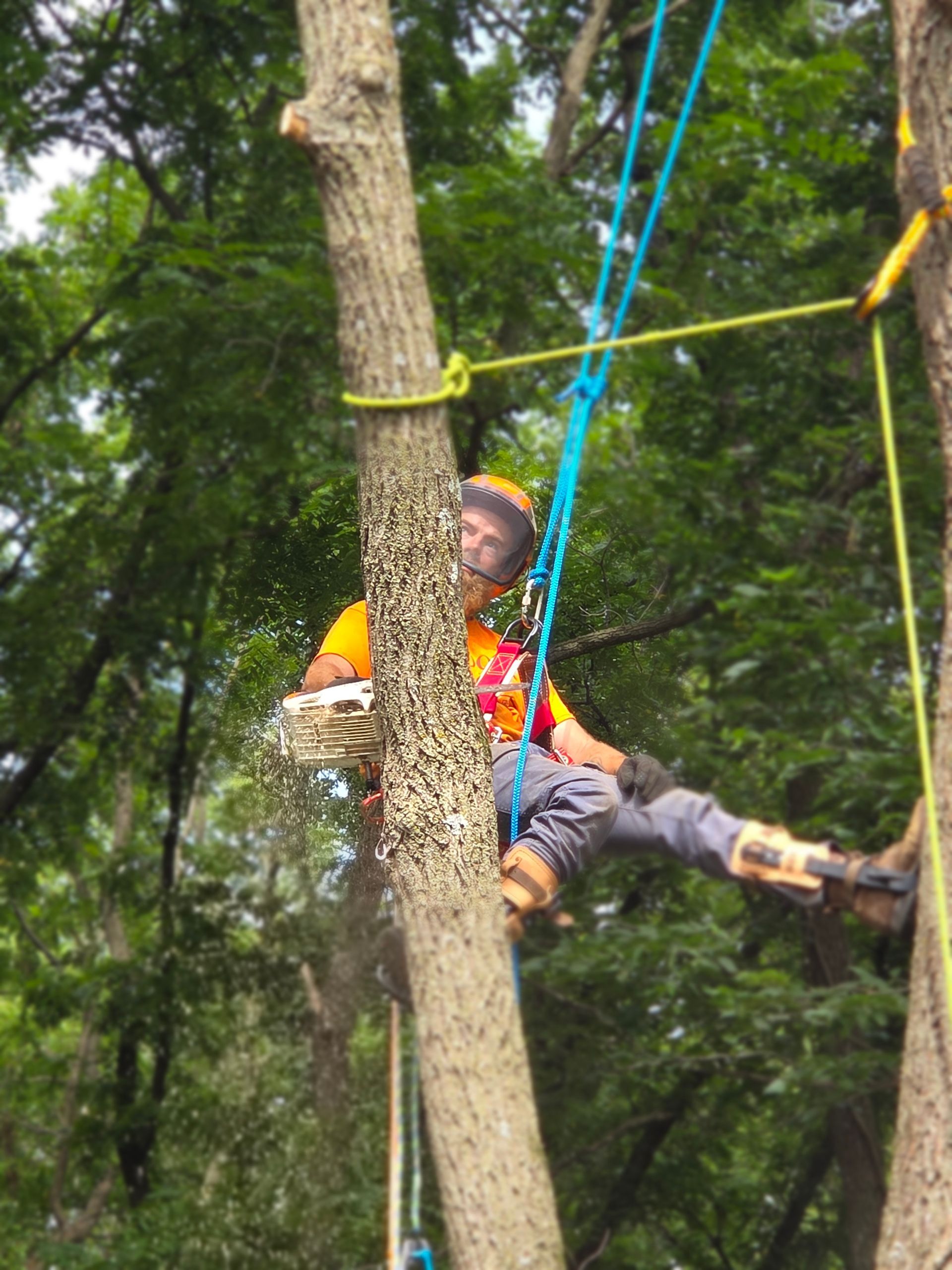 Person wearing a harness and helmet rappels beside a tree on blue ropes in a forest.