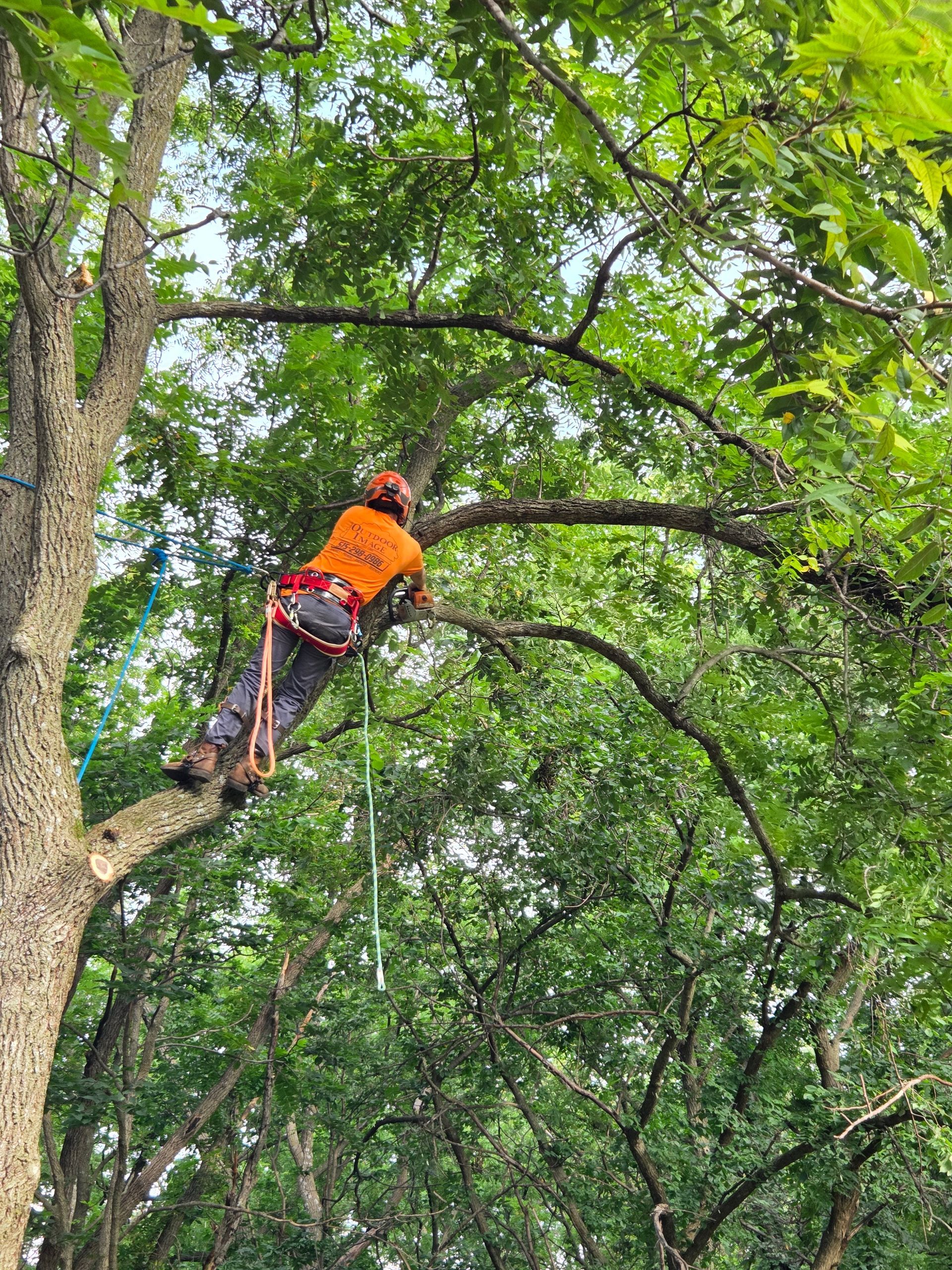 Tree climber in bright orange gear ascending a large tree amid dense green foliage.
