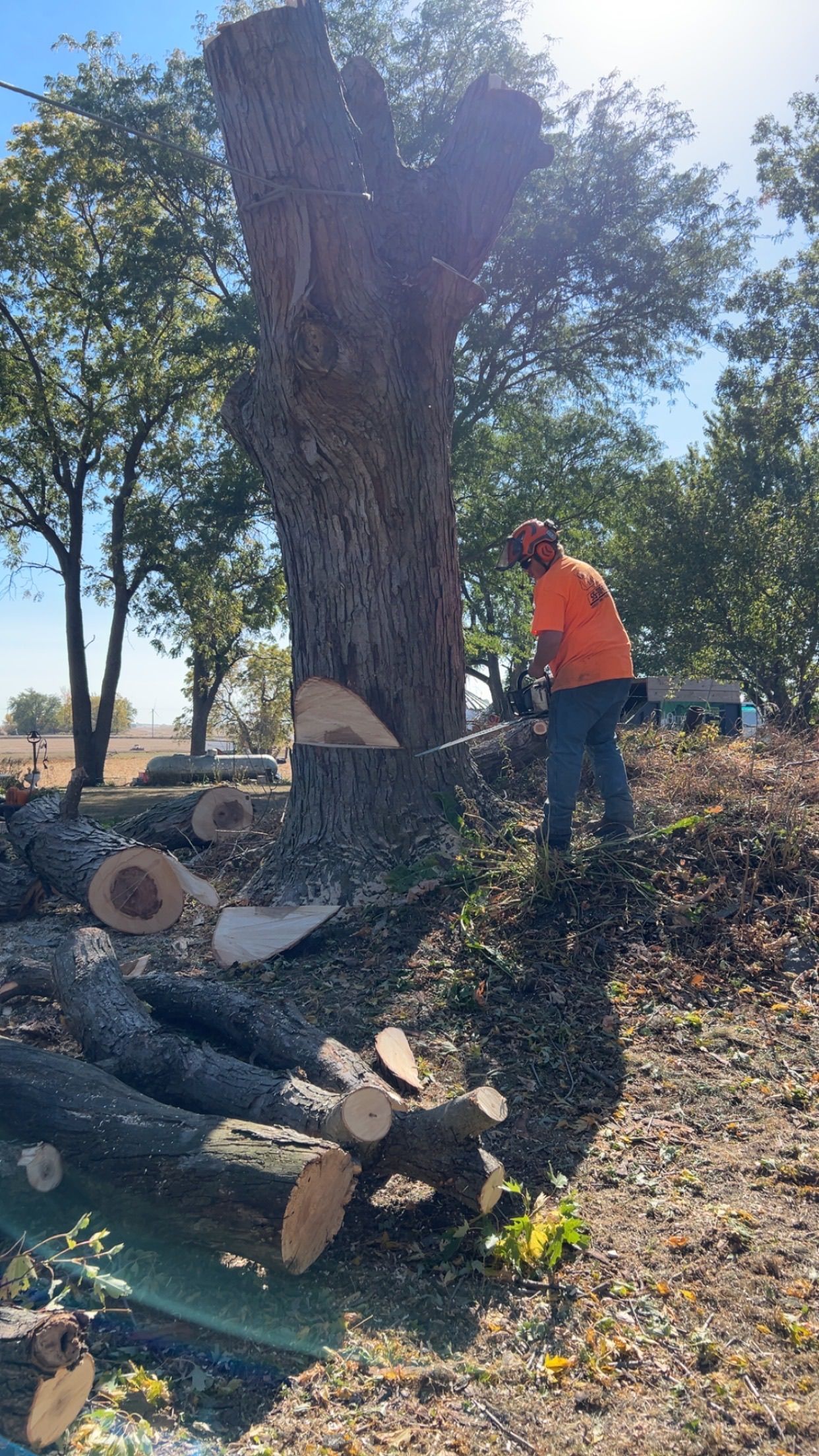 Worker in orange jacket cuts a large tree trunk outdoors beside stacked logs.