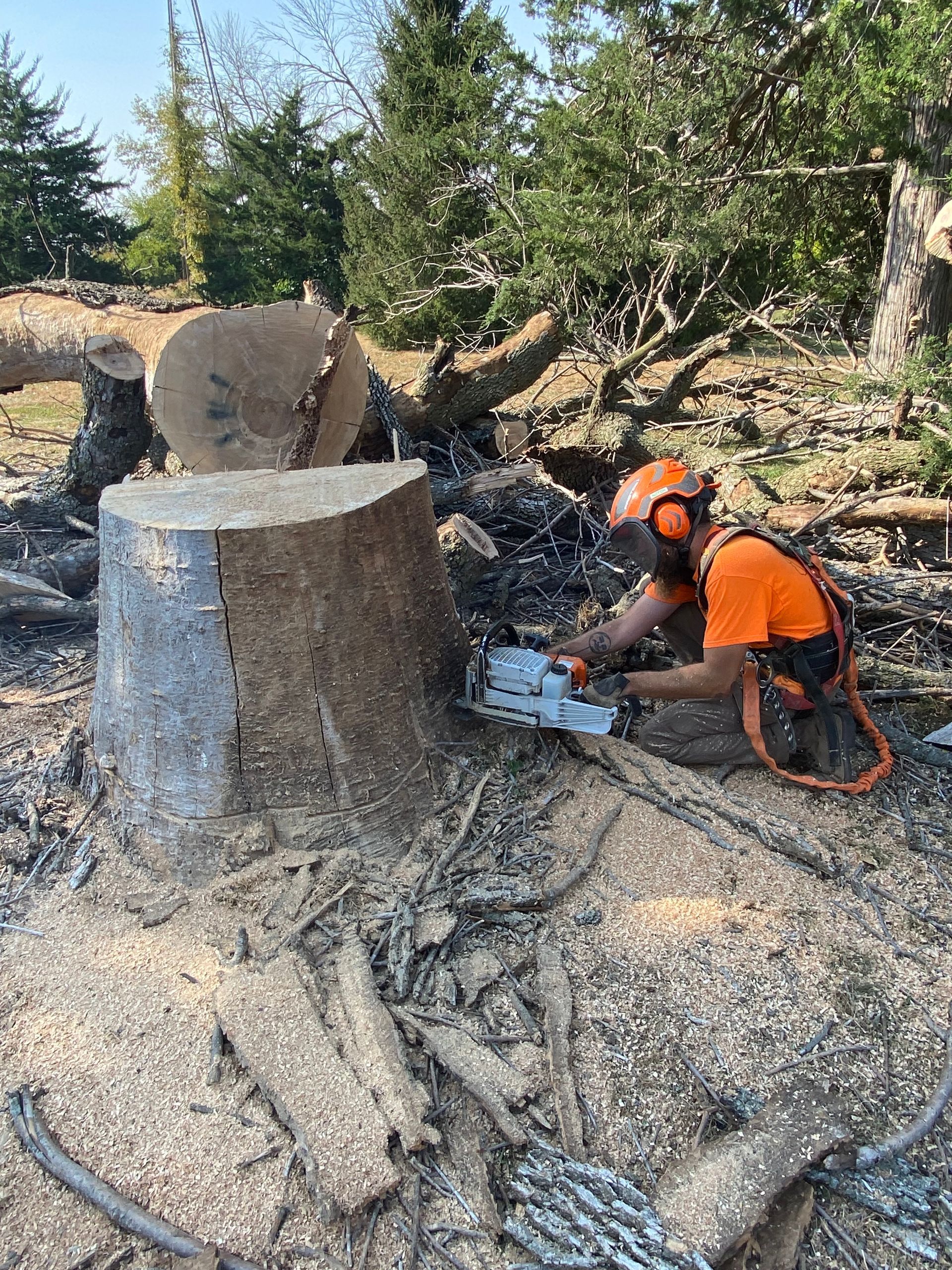 Worker using a chainsaw to cut a large tree stump in a wooded area with sawdust around it