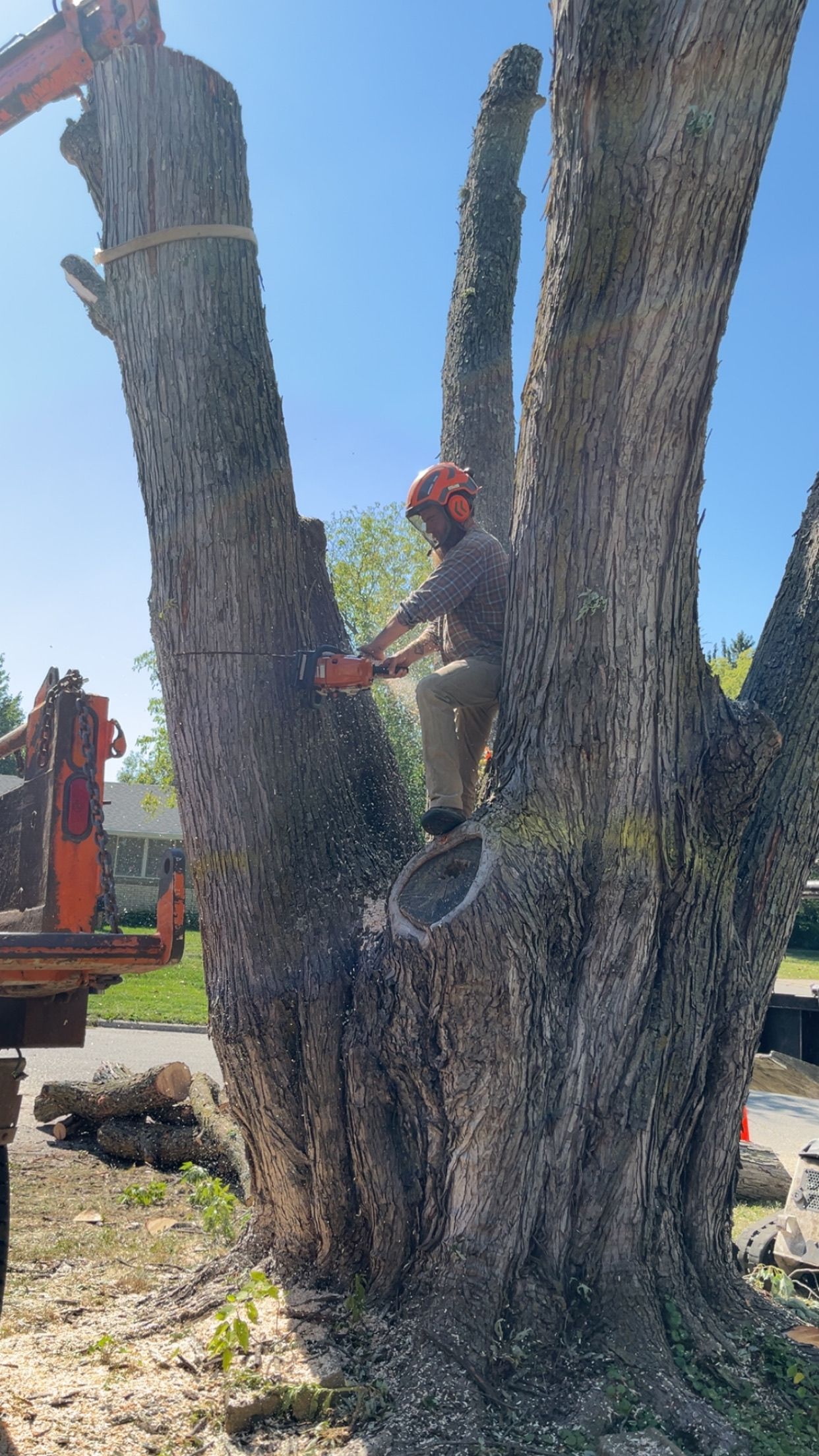 Worker trimming large tree branches with a chainsaw beside a truck on a sunny day