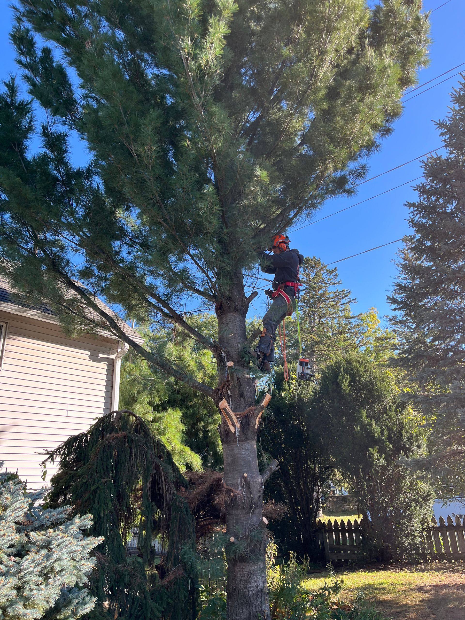 Tall tree in a sunny backyard beside a house, with a person climbing near the top.