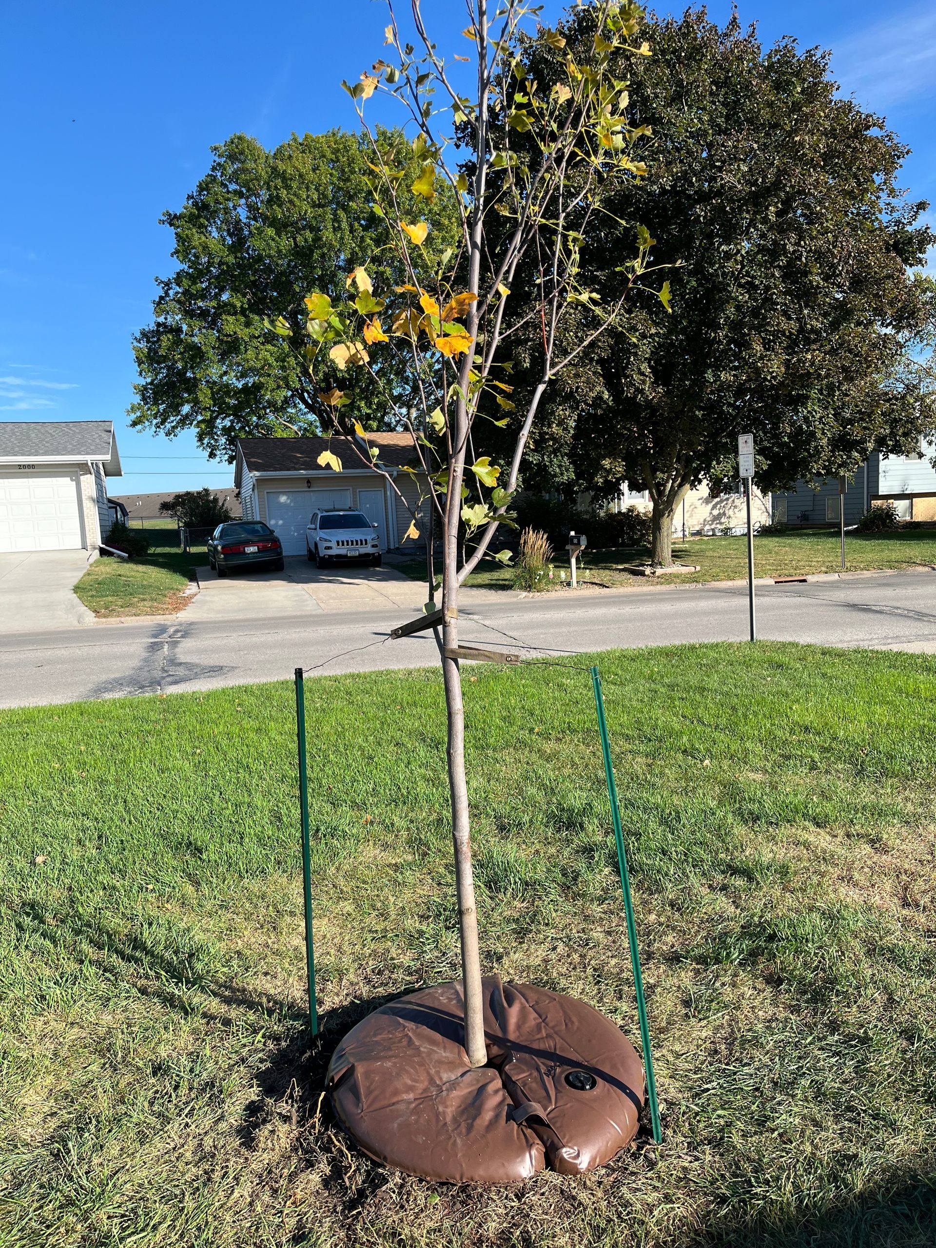 Young sapling staked in a tree guard on a grassy roadside lawn, with houses and a car behind it