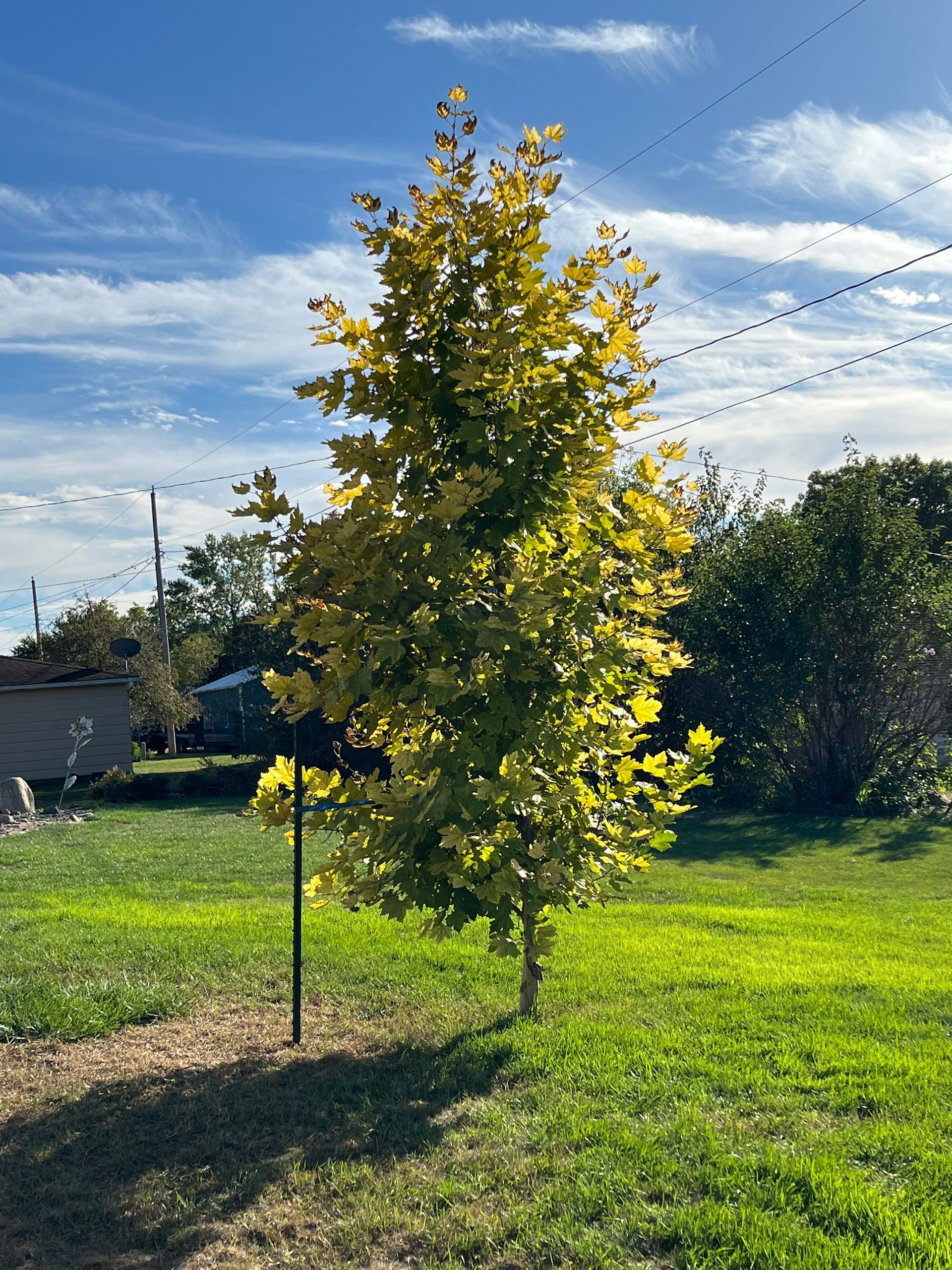 Small tree with yellow-green leaves in a sunny grassy yard under a blue sky