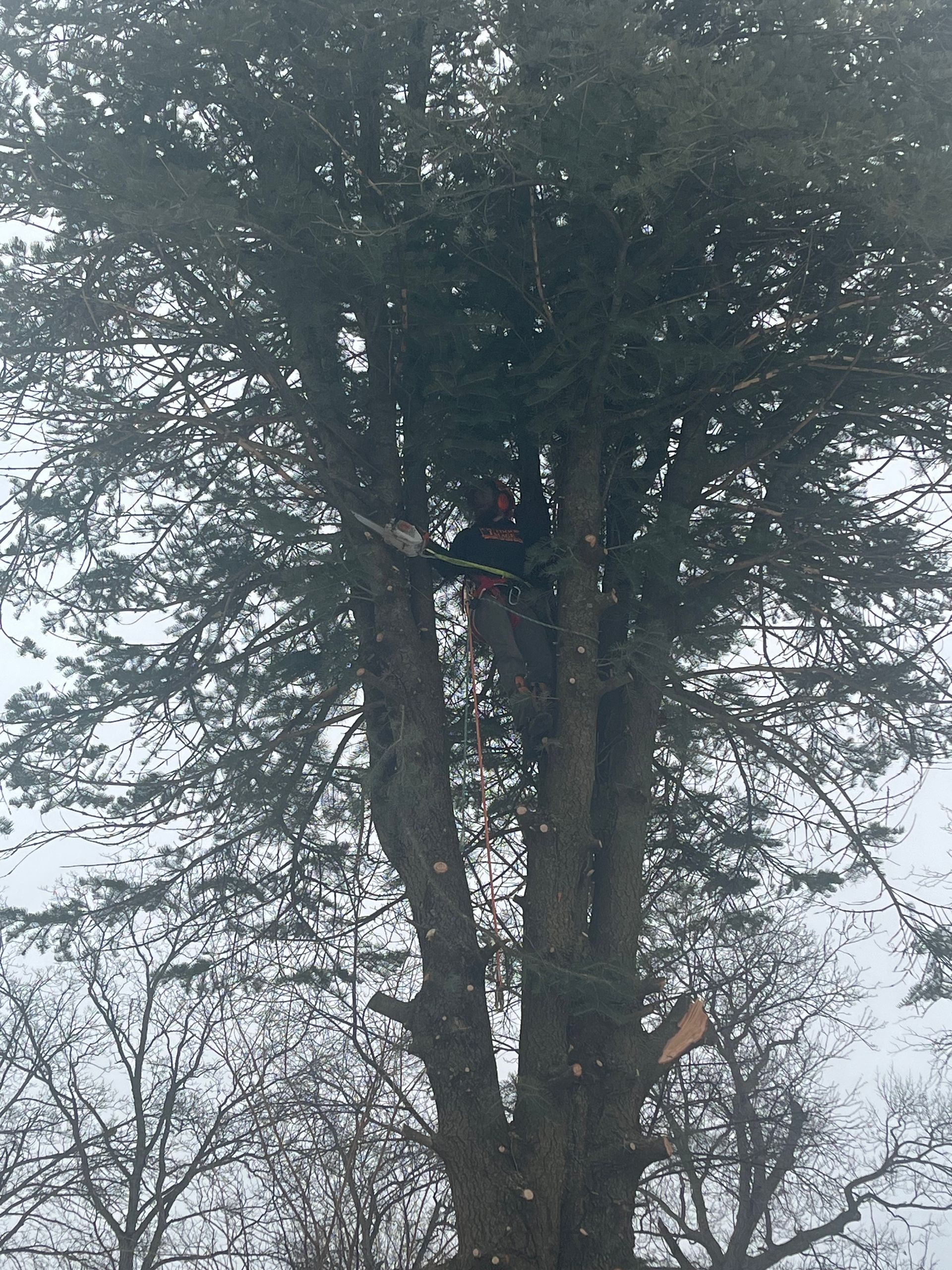 Person climbing a tall tree, partially hidden by dense branches in a wooded area