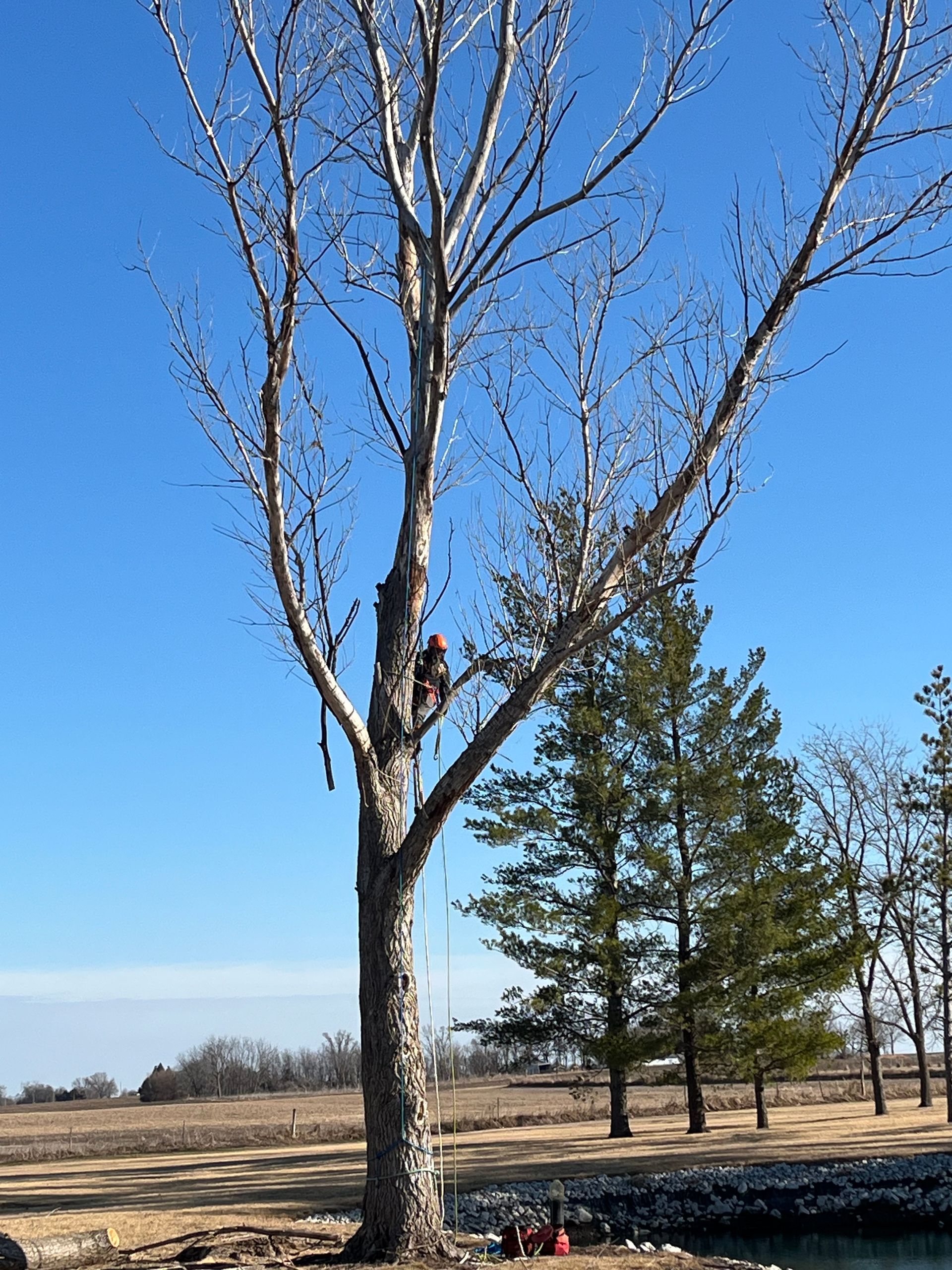 Bare winter tree in a field with pine trees under a clear blue sky