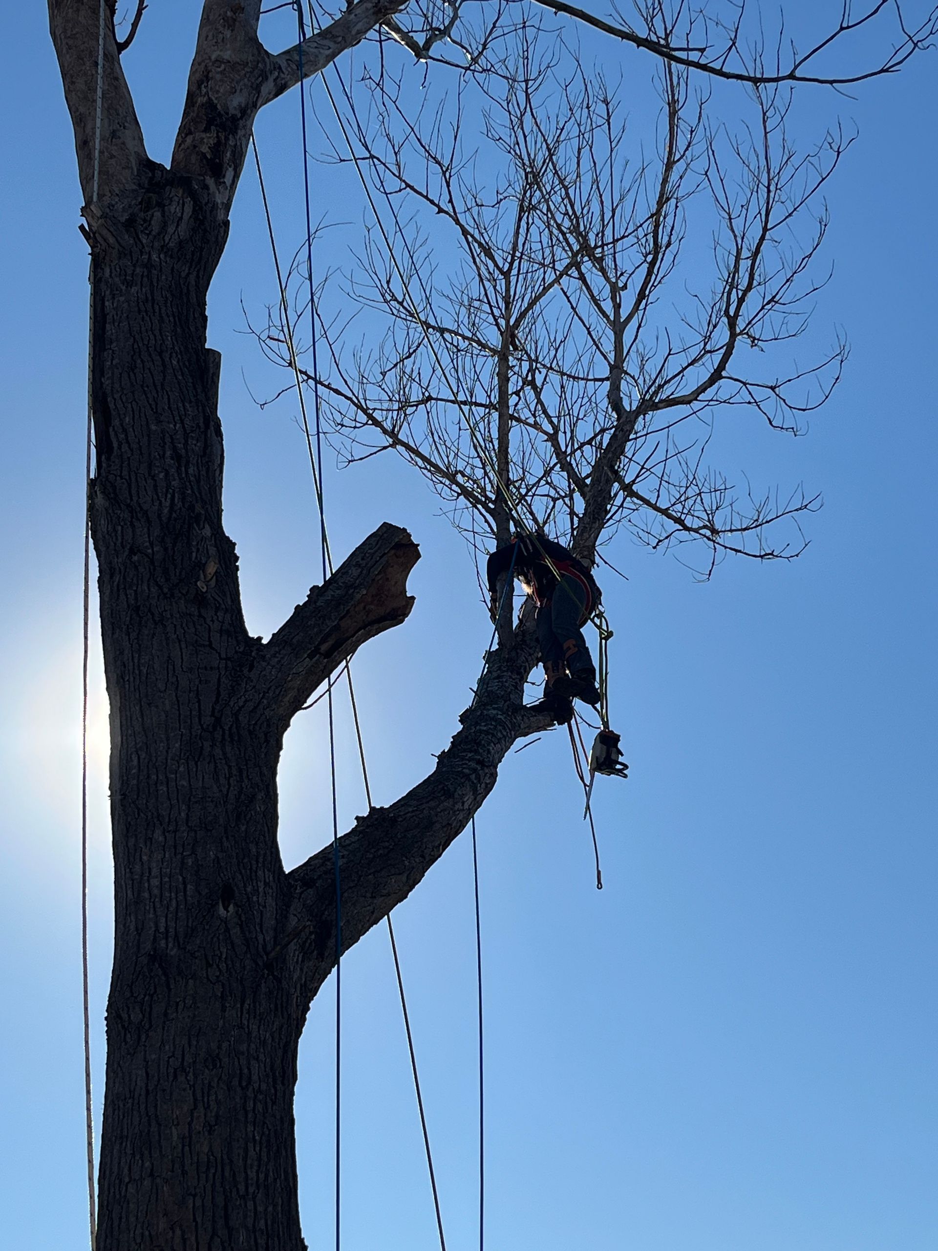 Worker trimming a tall tree branch against a blue sky