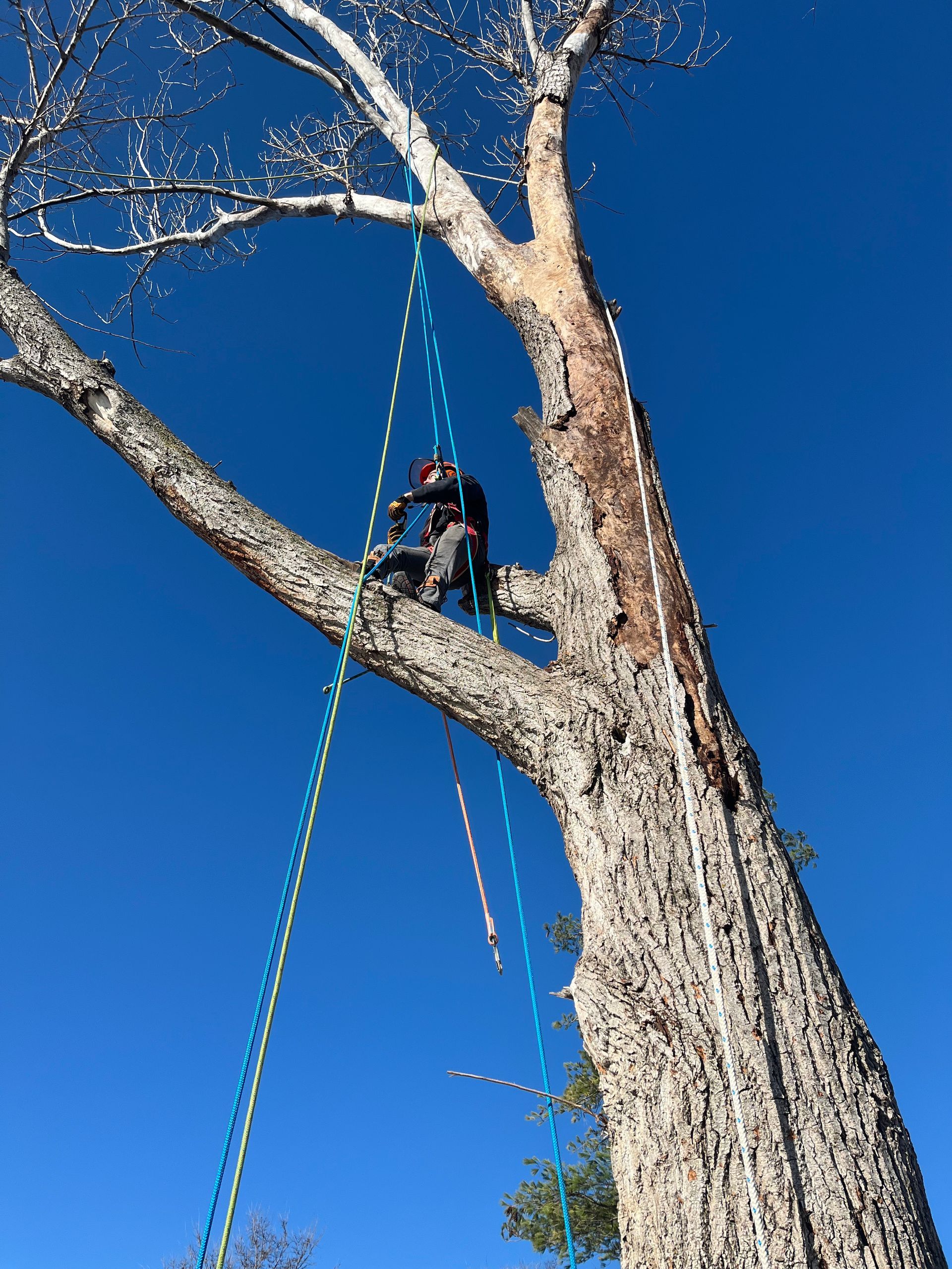 Climber suspended by ropes high in a large tree under a clear blue sky