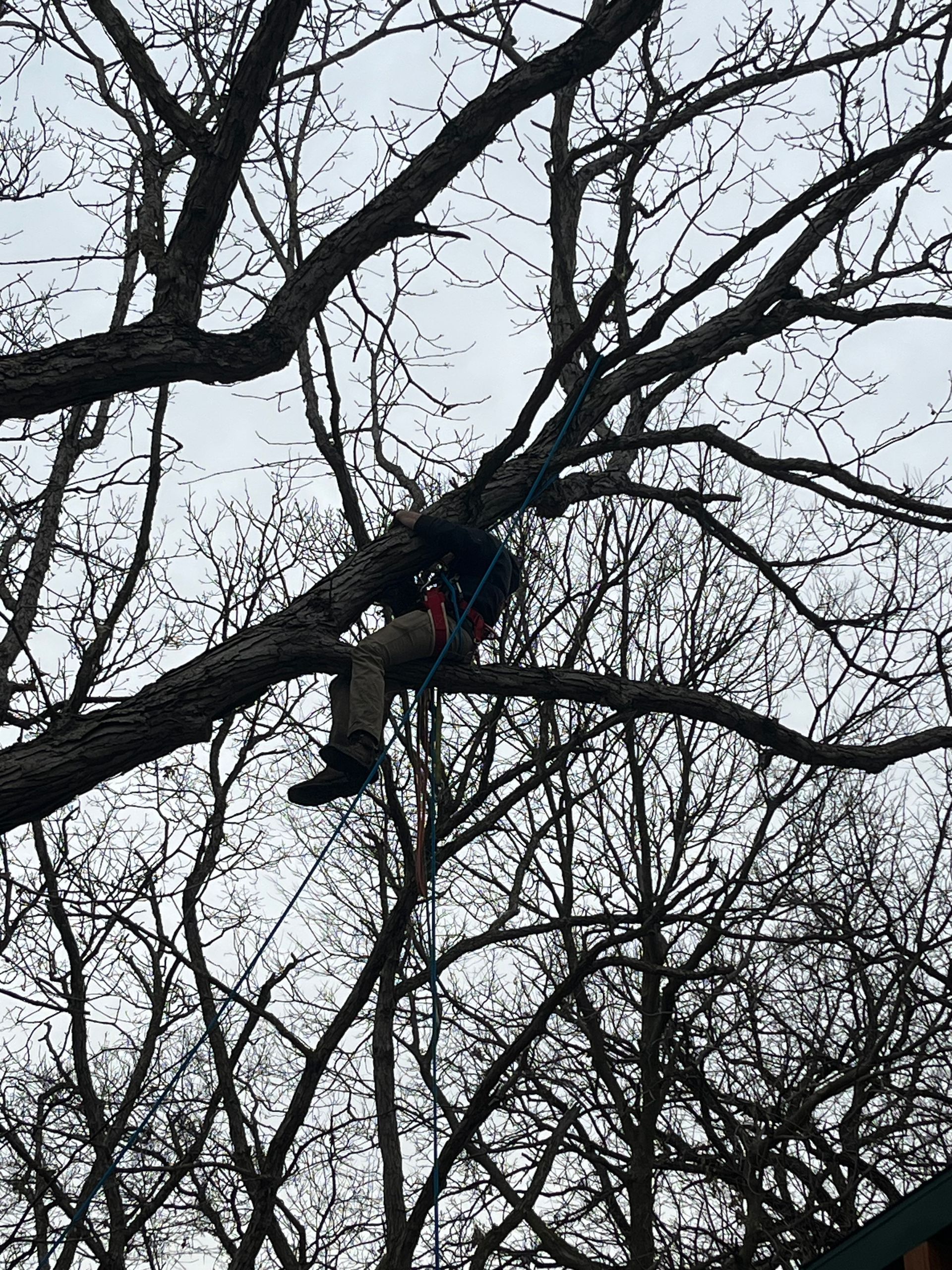 Person climbing a bare tree, partly obscured by branches, with a red object near them