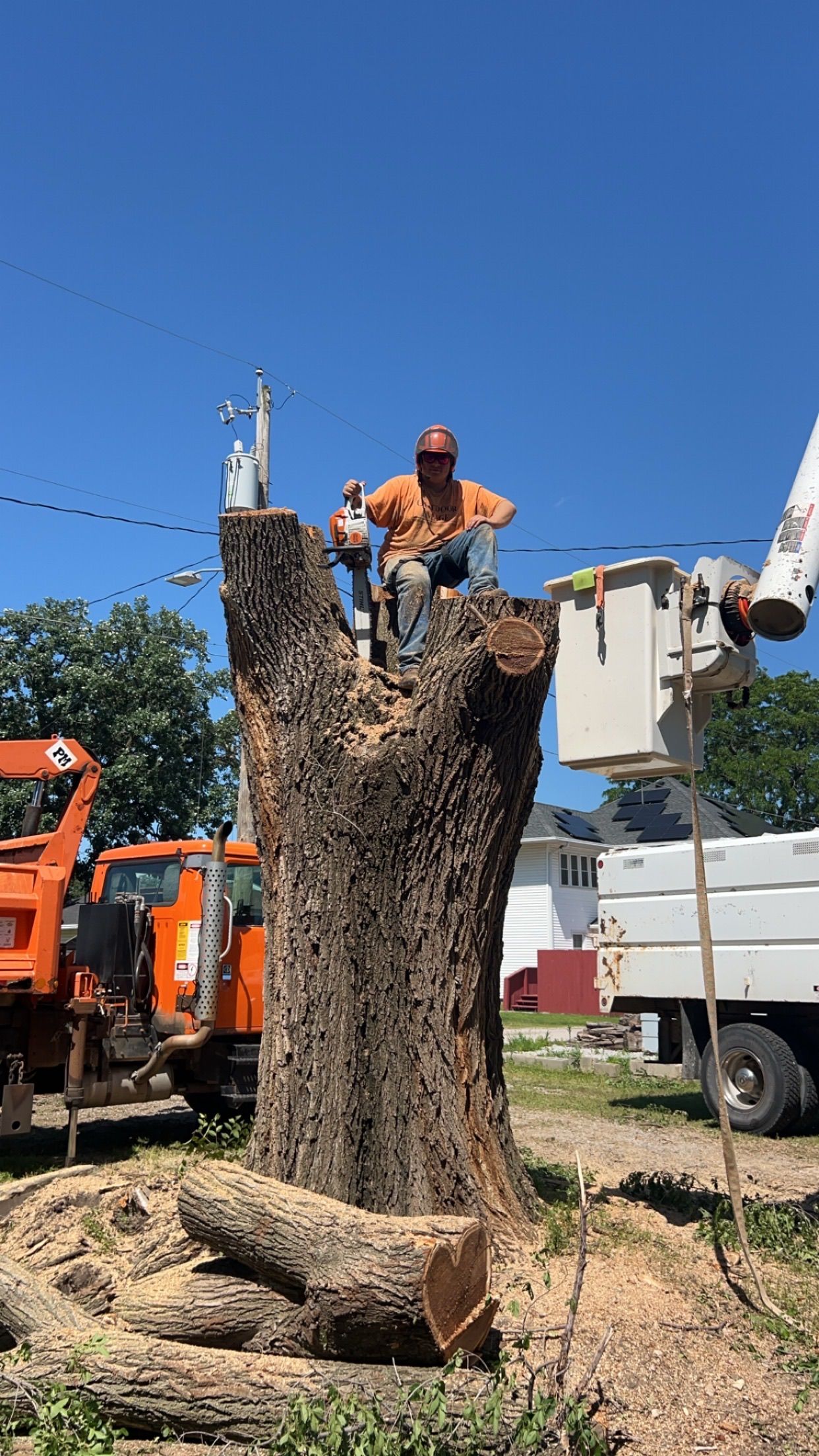 Tree trimming crew on a heavily cut tree beside orange and white utility trucks under a blue sky