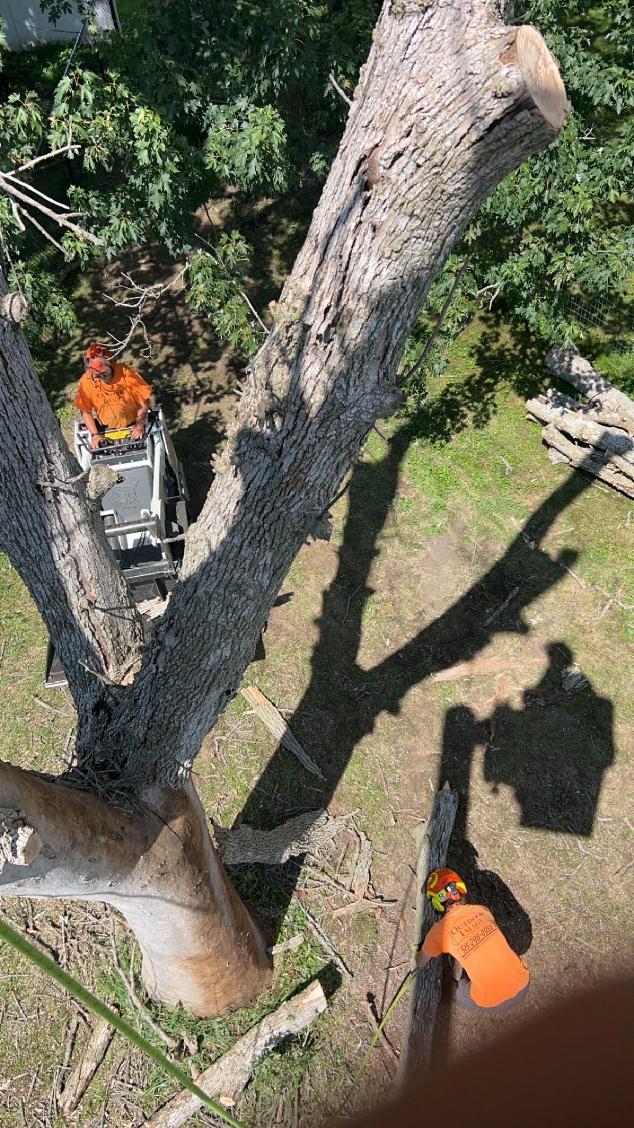 Two workers in orange shirts pruning a tree from a lift, viewed from above.
