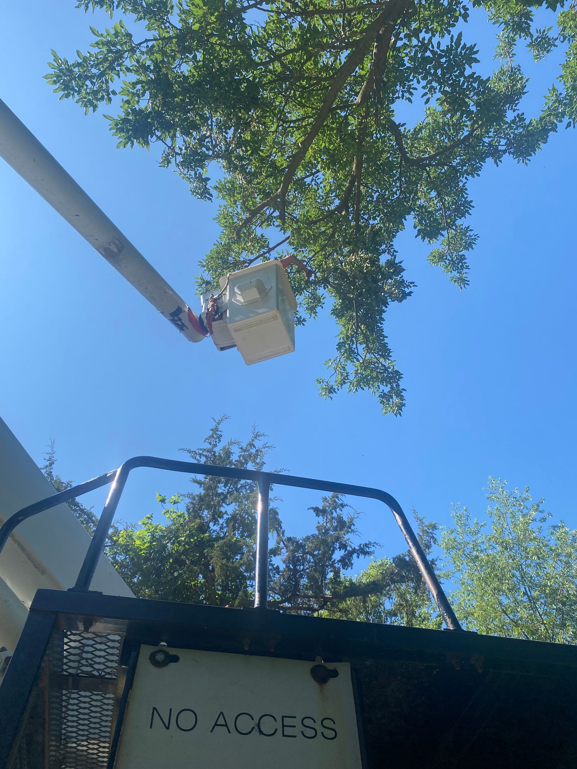 Bucket truck lift reaching tree branches against a clear blue sky, with a “NO ACCESS” sign below