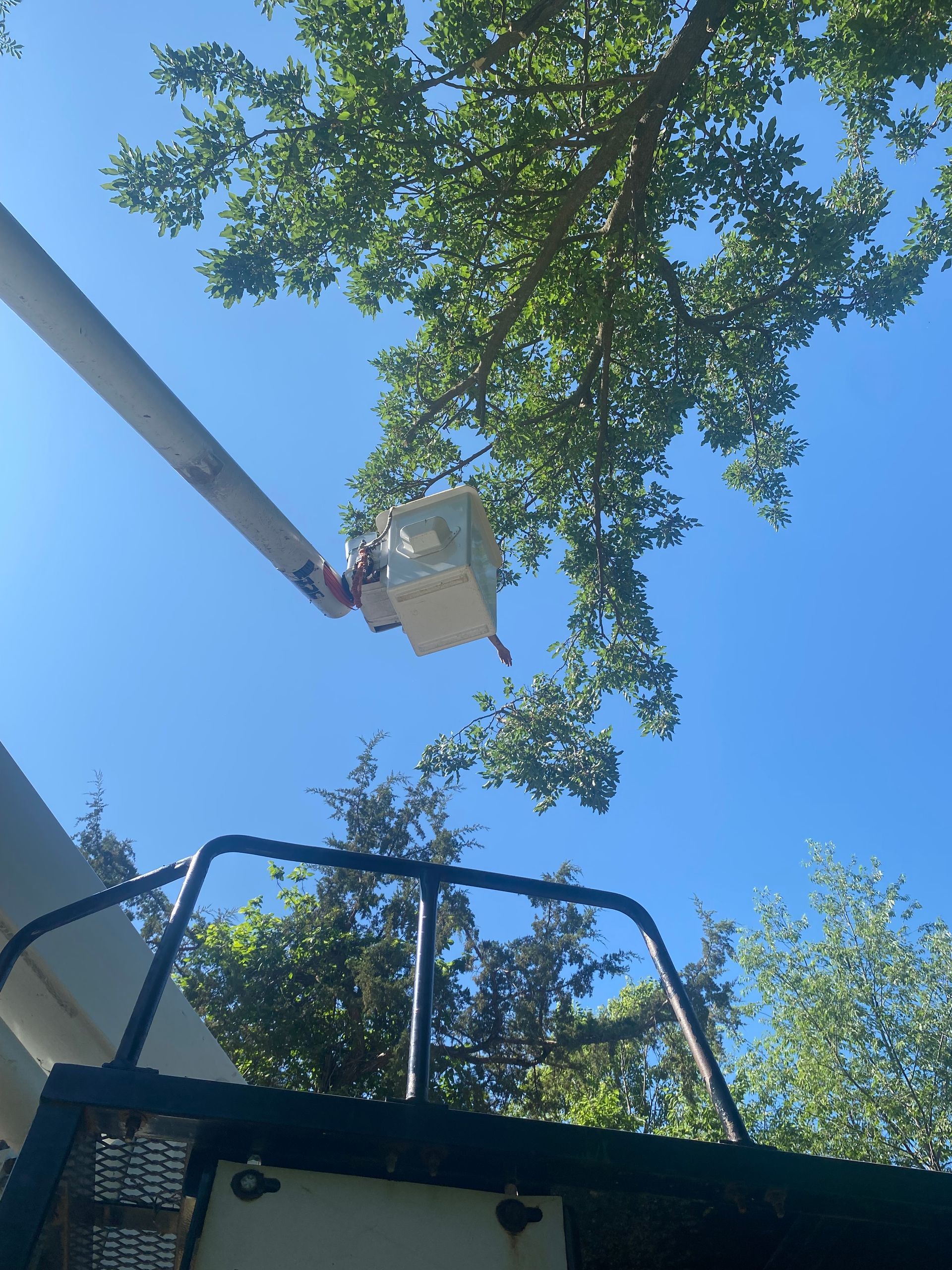 Utility bucket lift under a leafy tree against a bright blue sky