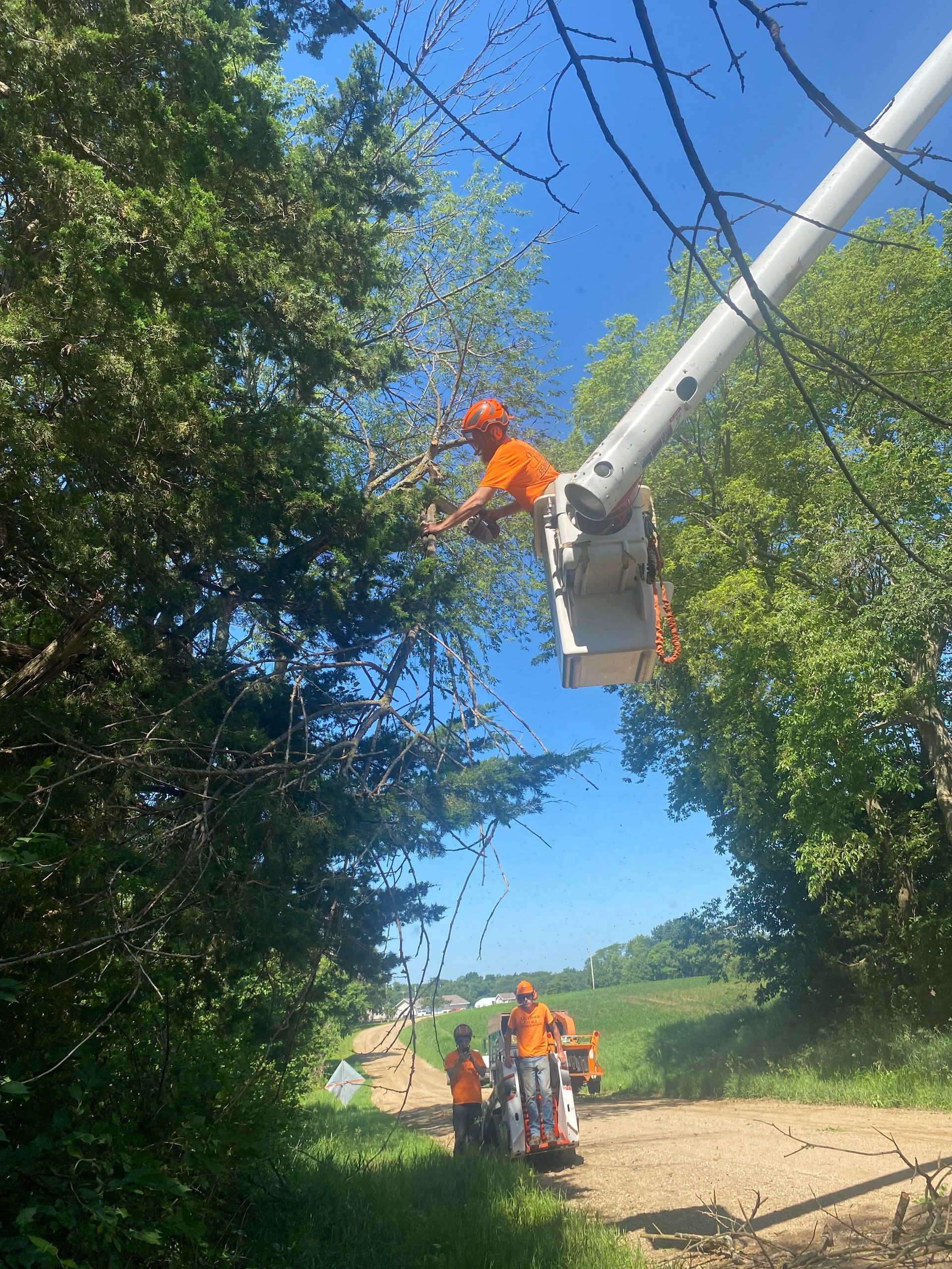 Workers in orange safety gear trimming tree branches from a bucket truck along a rural road.