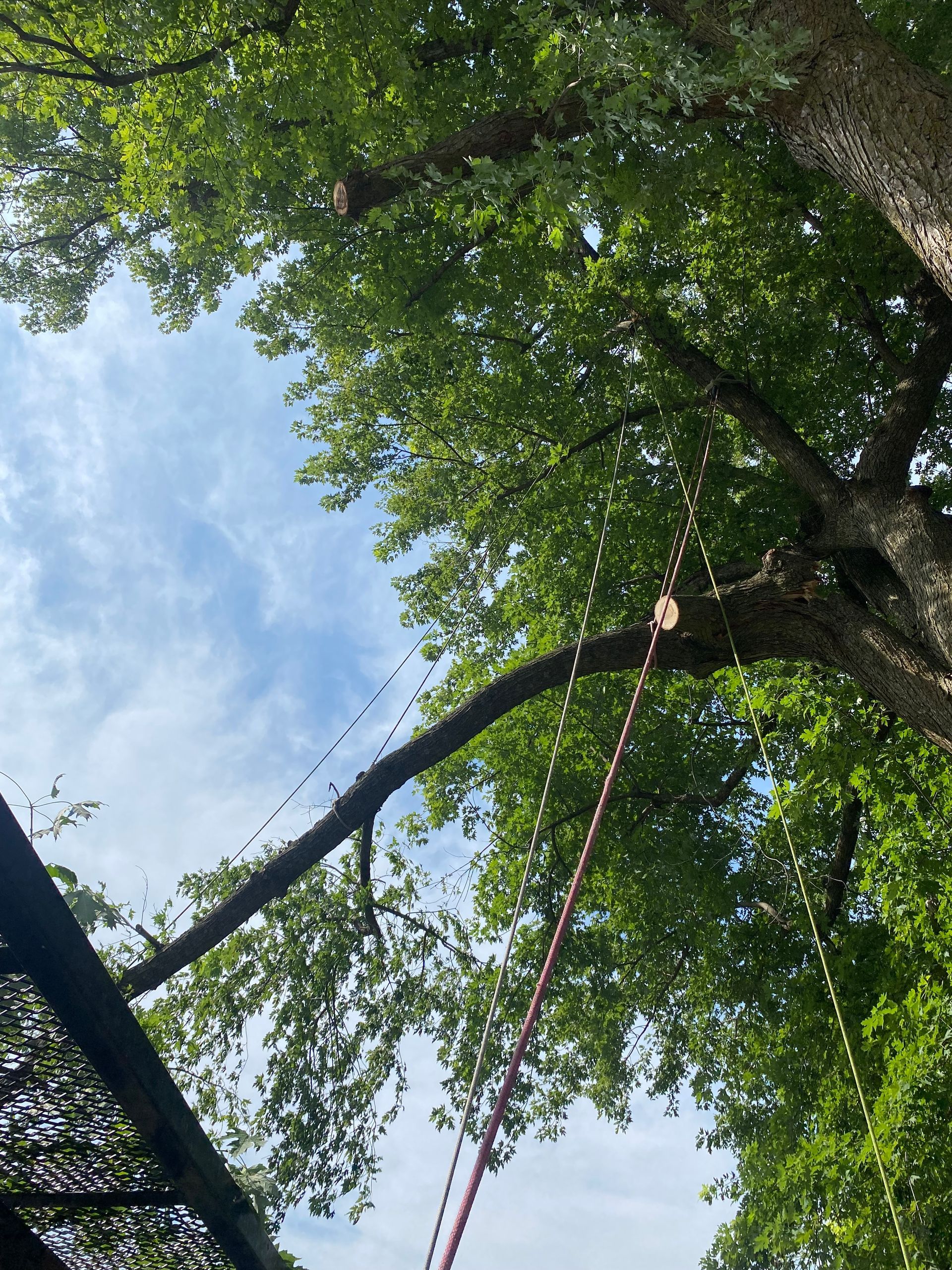 Ropes hanging from a large tree canopy against a partly cloudy sky