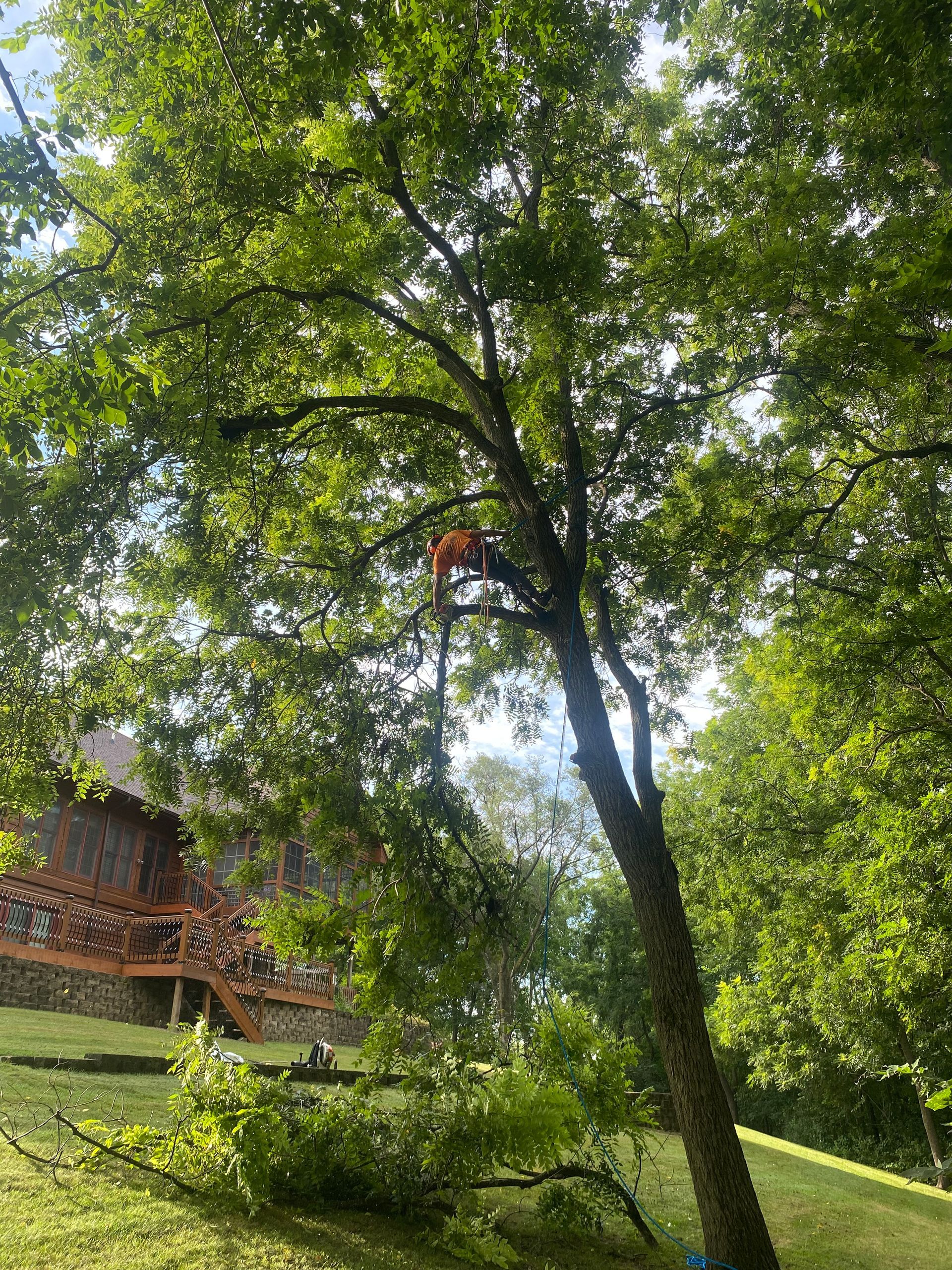Tree-lined grassy slope beside a wooden cabin in bright sunlight