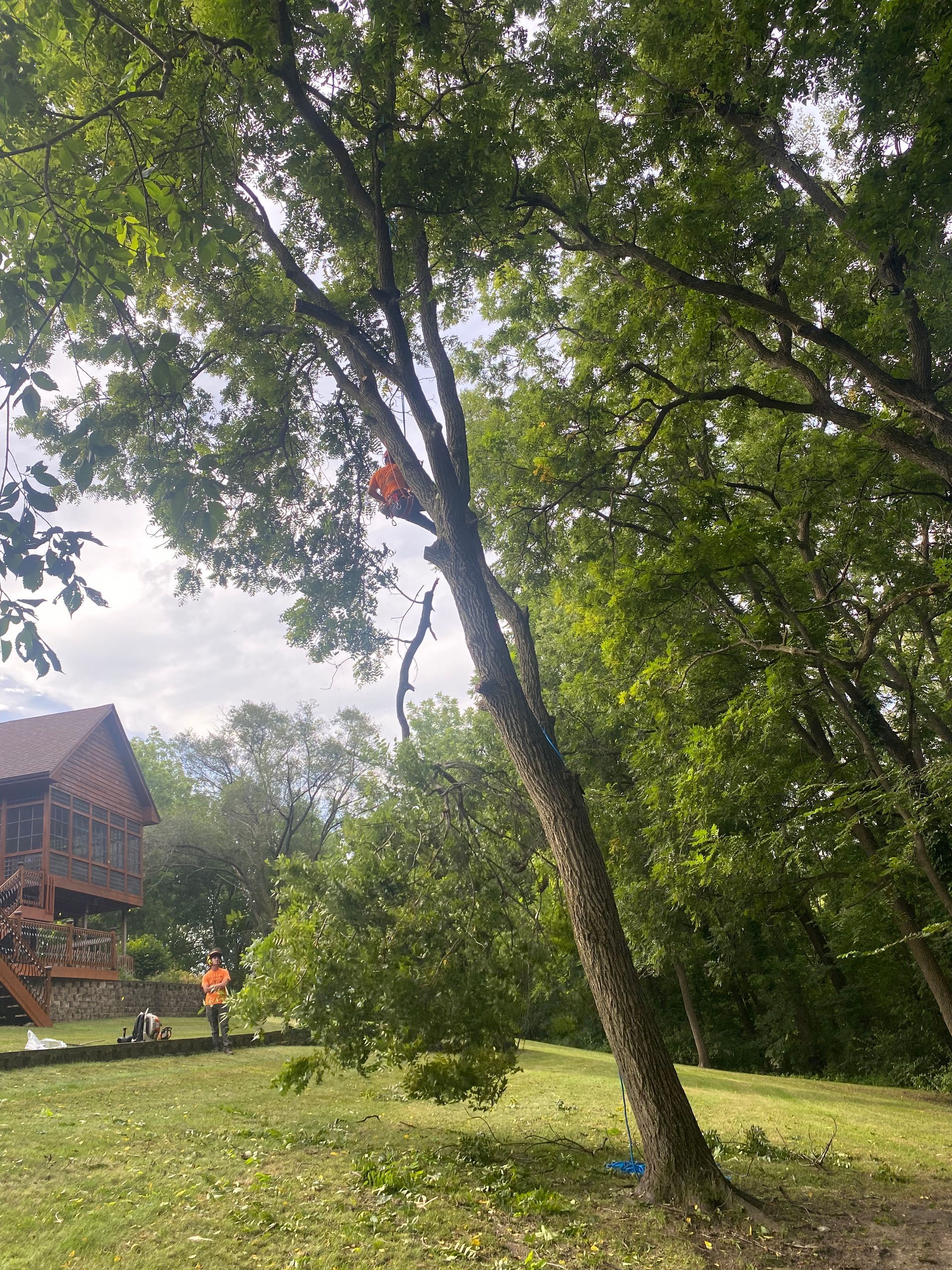 Person climbing a tall tree in a grassy yard beside a wooden cabin, with a red shirt visible in the branches.
