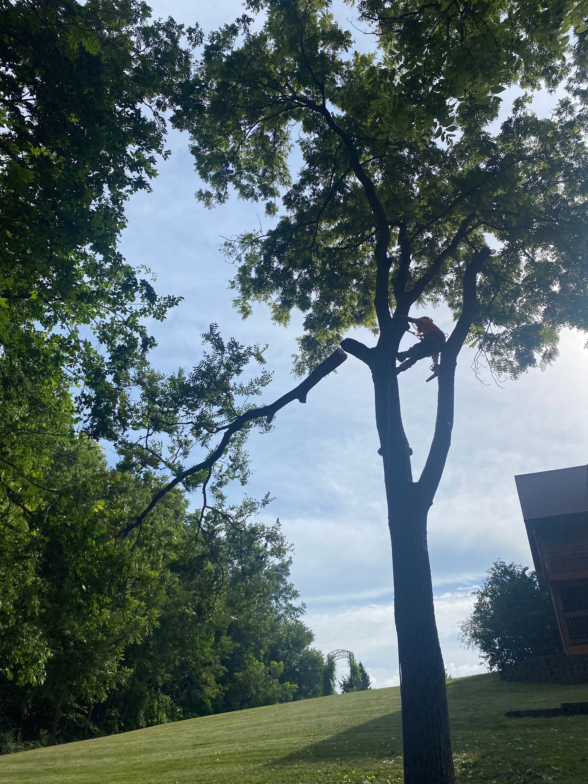 Tall tree on a grassy hill under a bright blue sky, with leafy trees framing the left side.