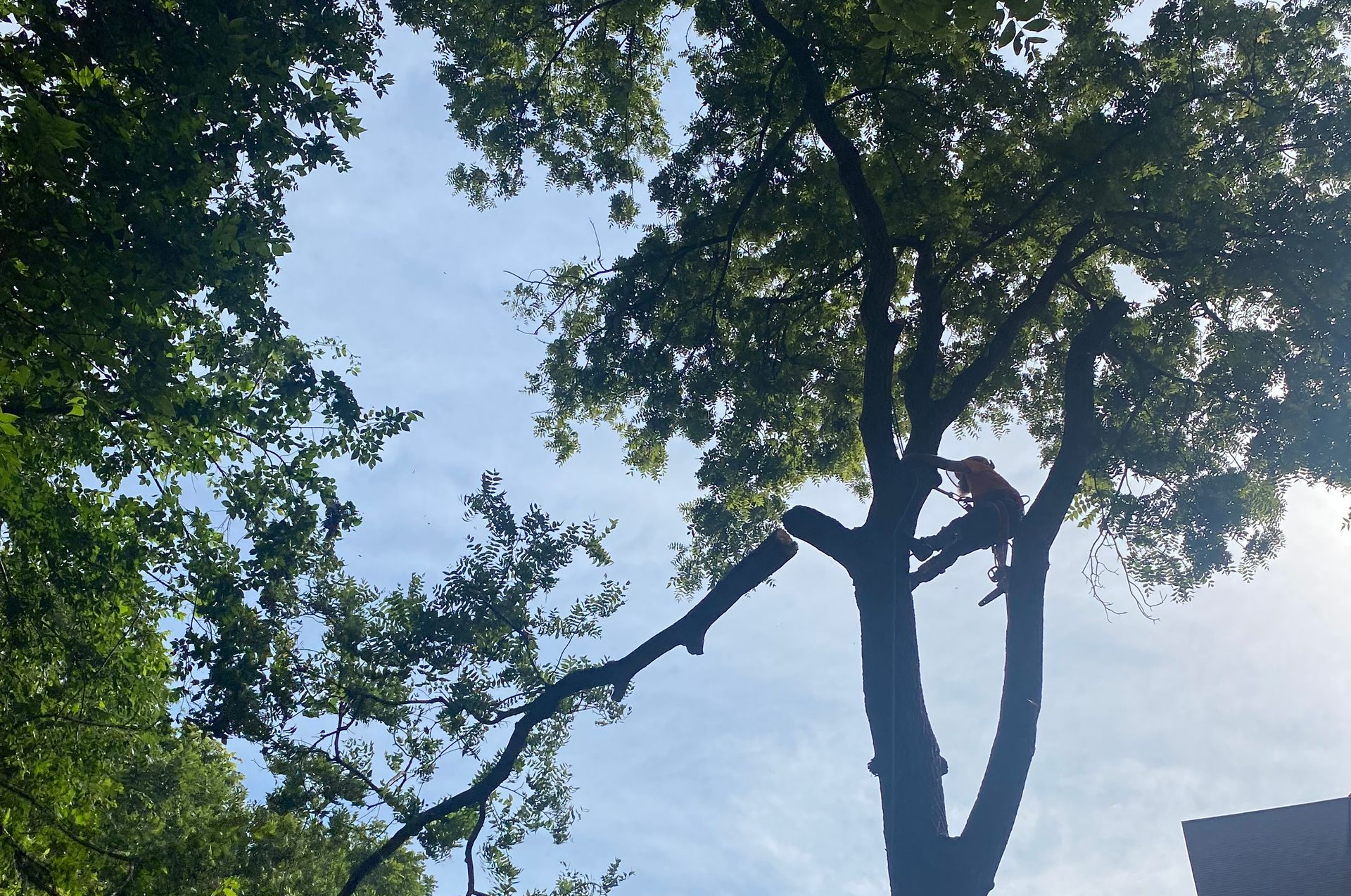 Tree canopy silhouetted against a bright blue sky with sunlight filtering through leaves