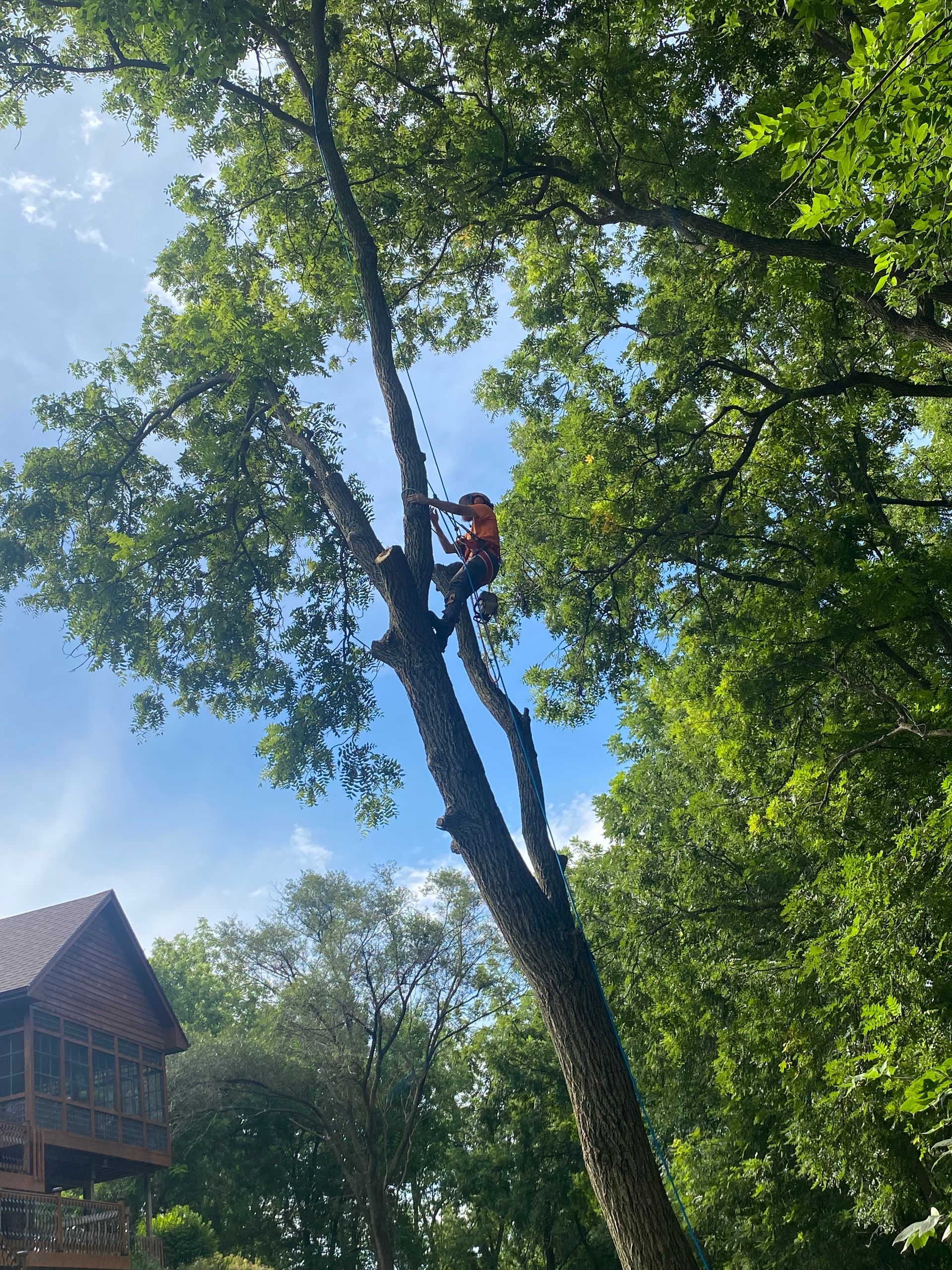 Person climbing a tall tree in a green yard under a blue sky