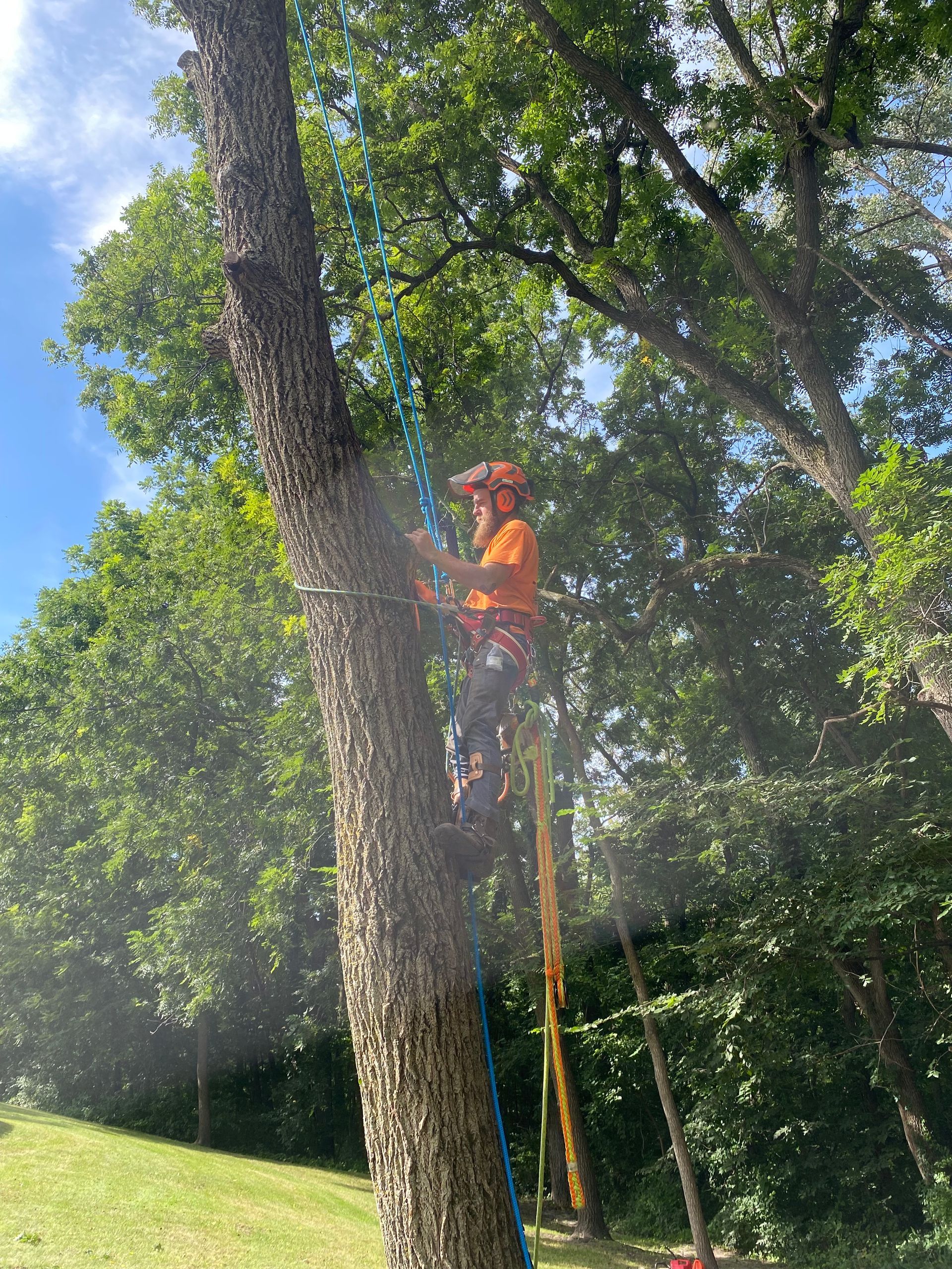 Worker in orange safety gear trimming a tall tree with a chainsaw and pole saw in a sunny yard.
