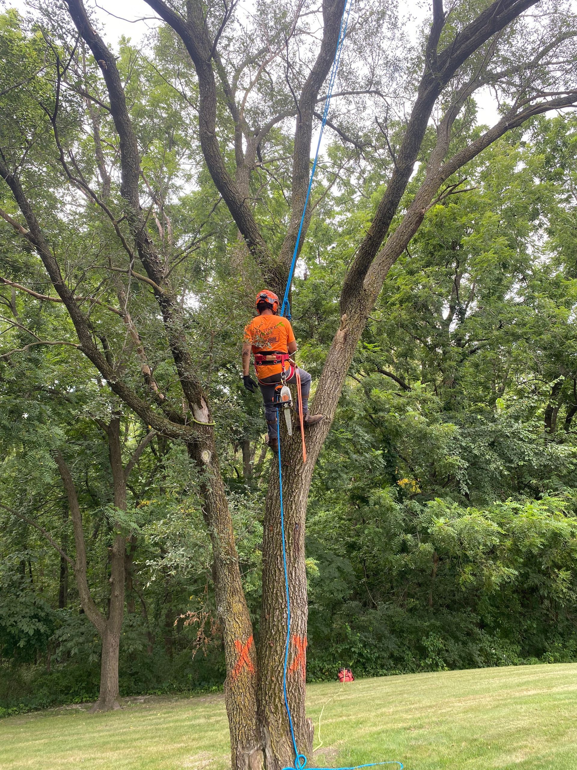 Person in orange climbing a tree in a wooded park area