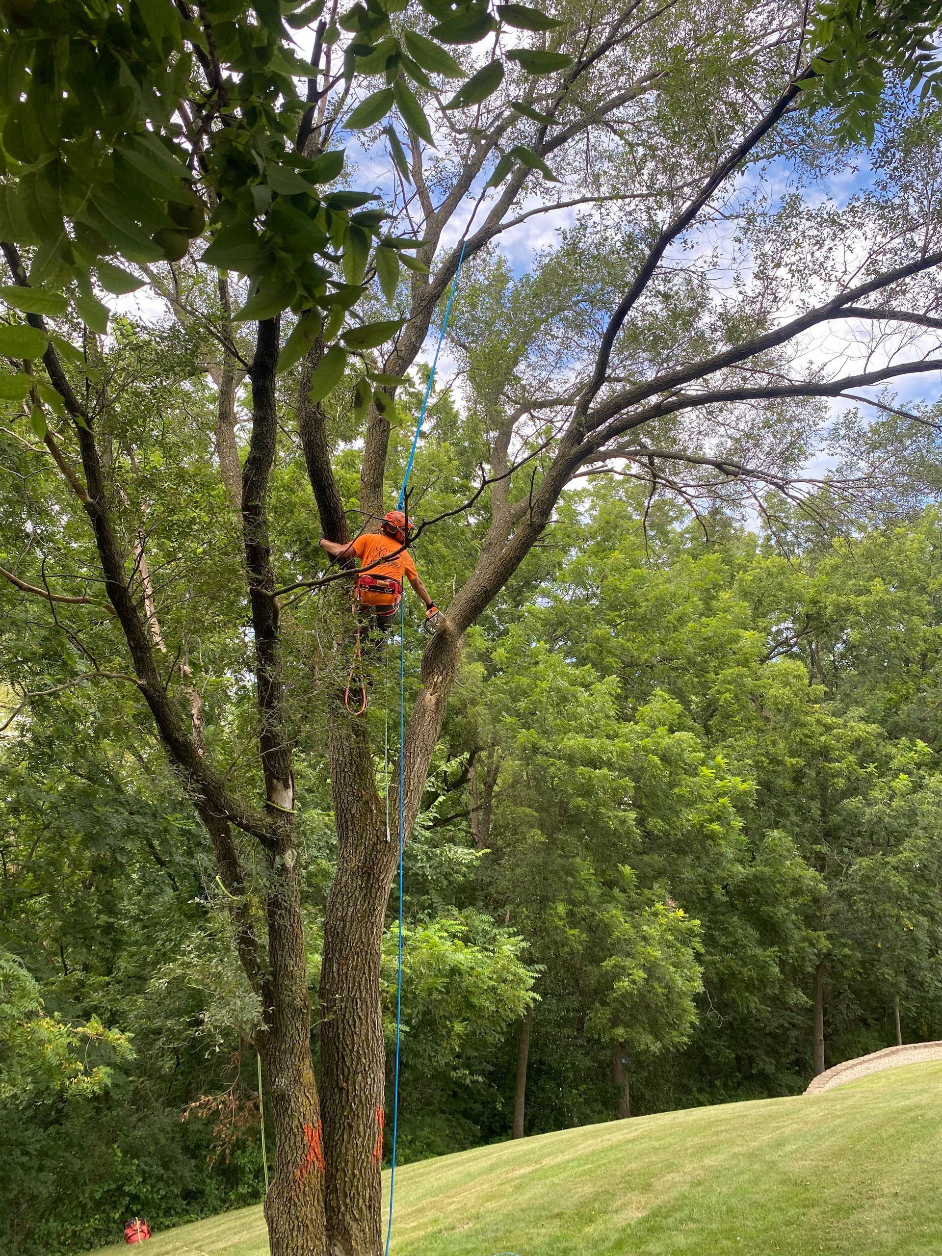 Arborist in orange gear climbing a tree with safety ropes in a grassy wooded area