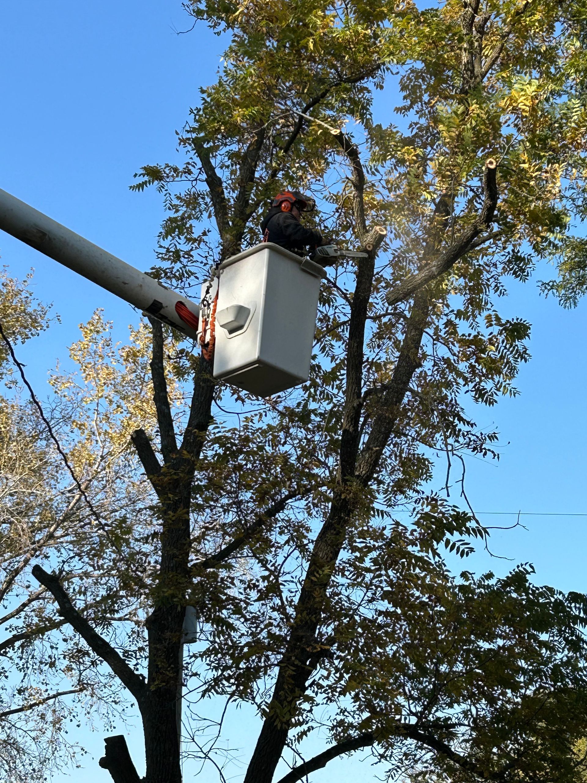 Worker in a bucket lift trimming a tree against a blue sky