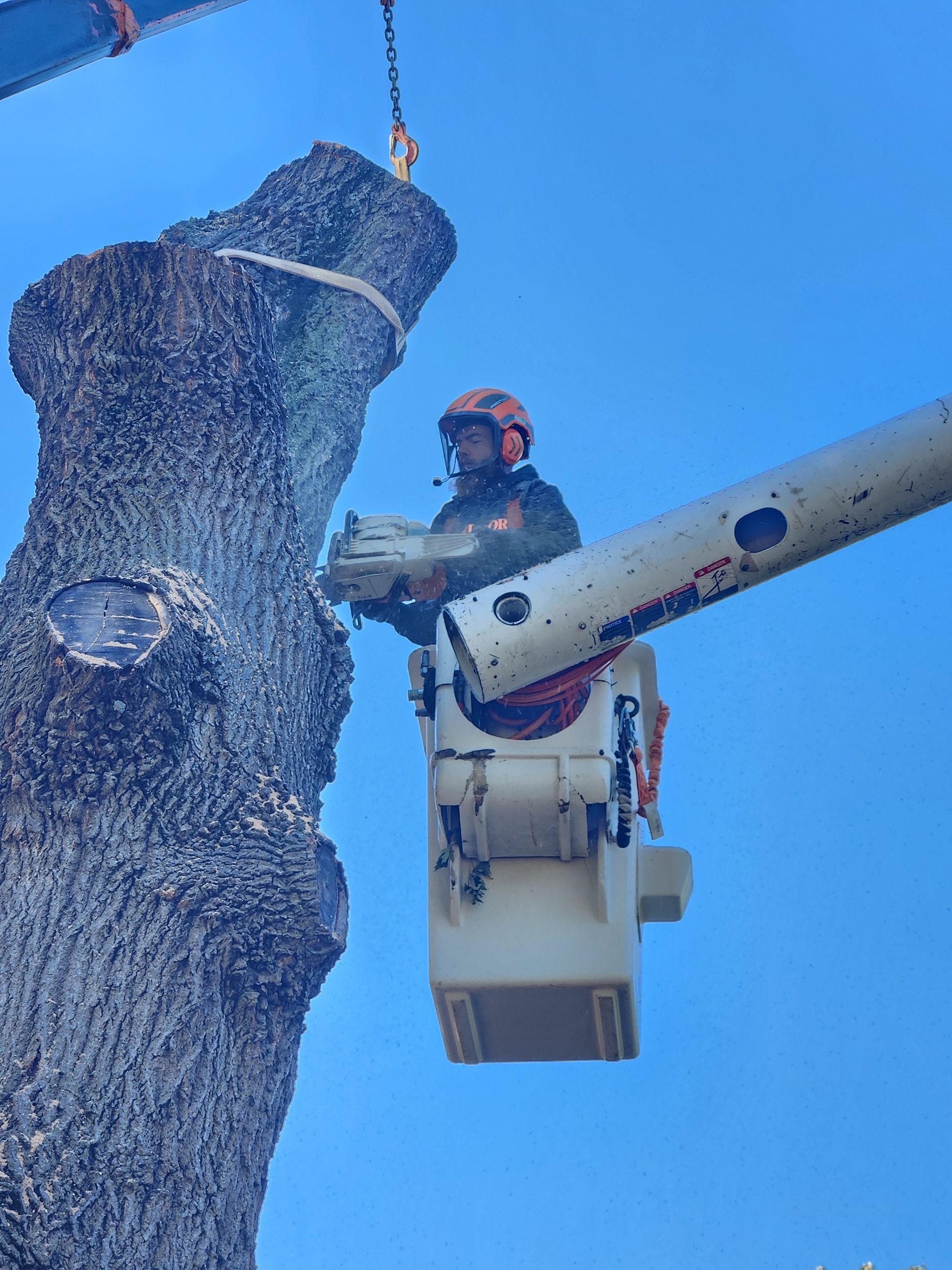 Worker in a bucket lift trimming a large tree against a bright blue sky.