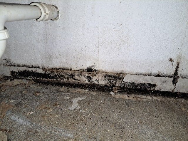 The Mold Remediation Process in Branson, MO: What to Expect Step-by-Step
