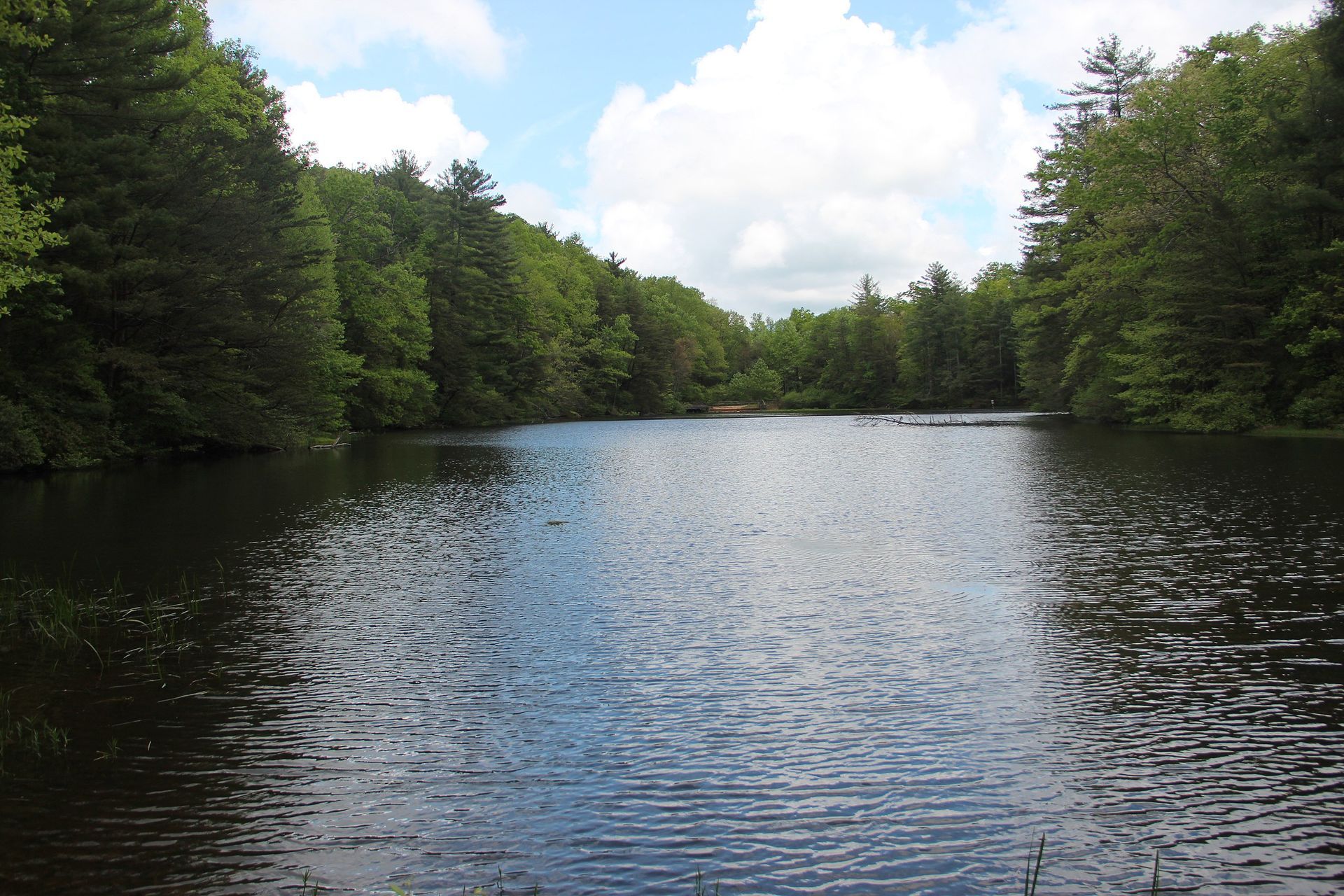 a large body of water surrounded by trees on a sunny day
