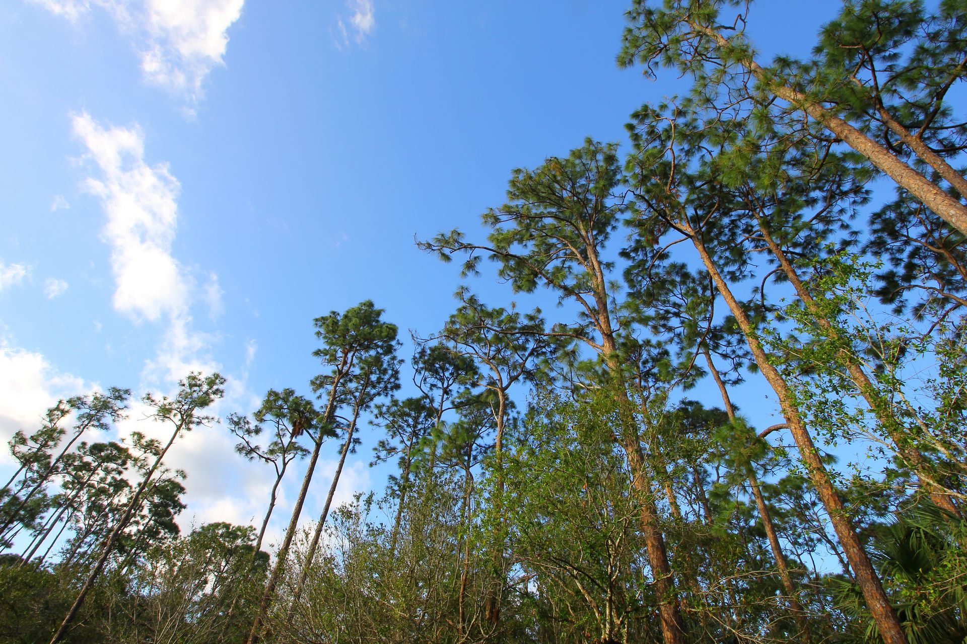 a row of trees against a blue sky with clouds